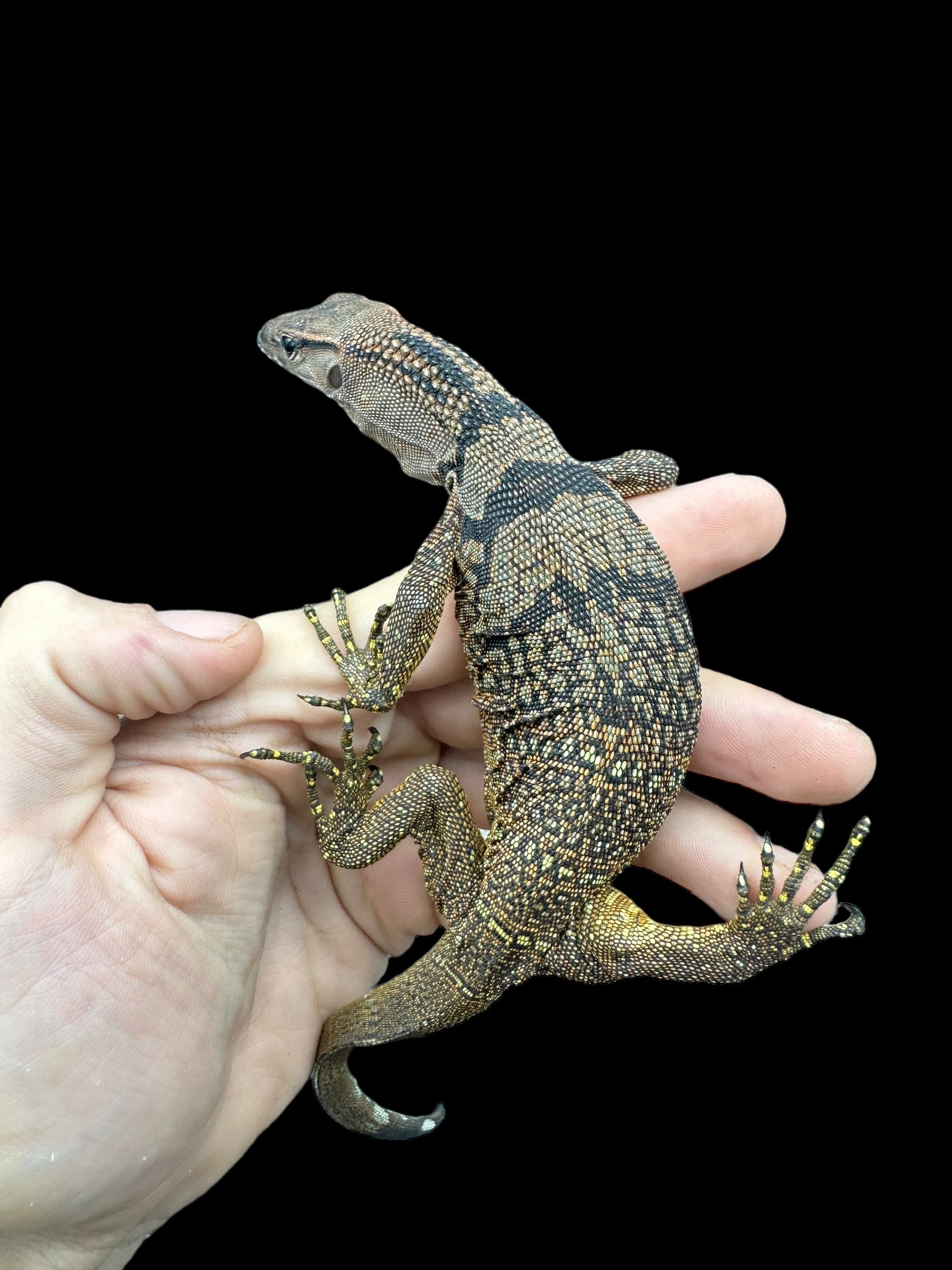 Black Roughneck Monitor