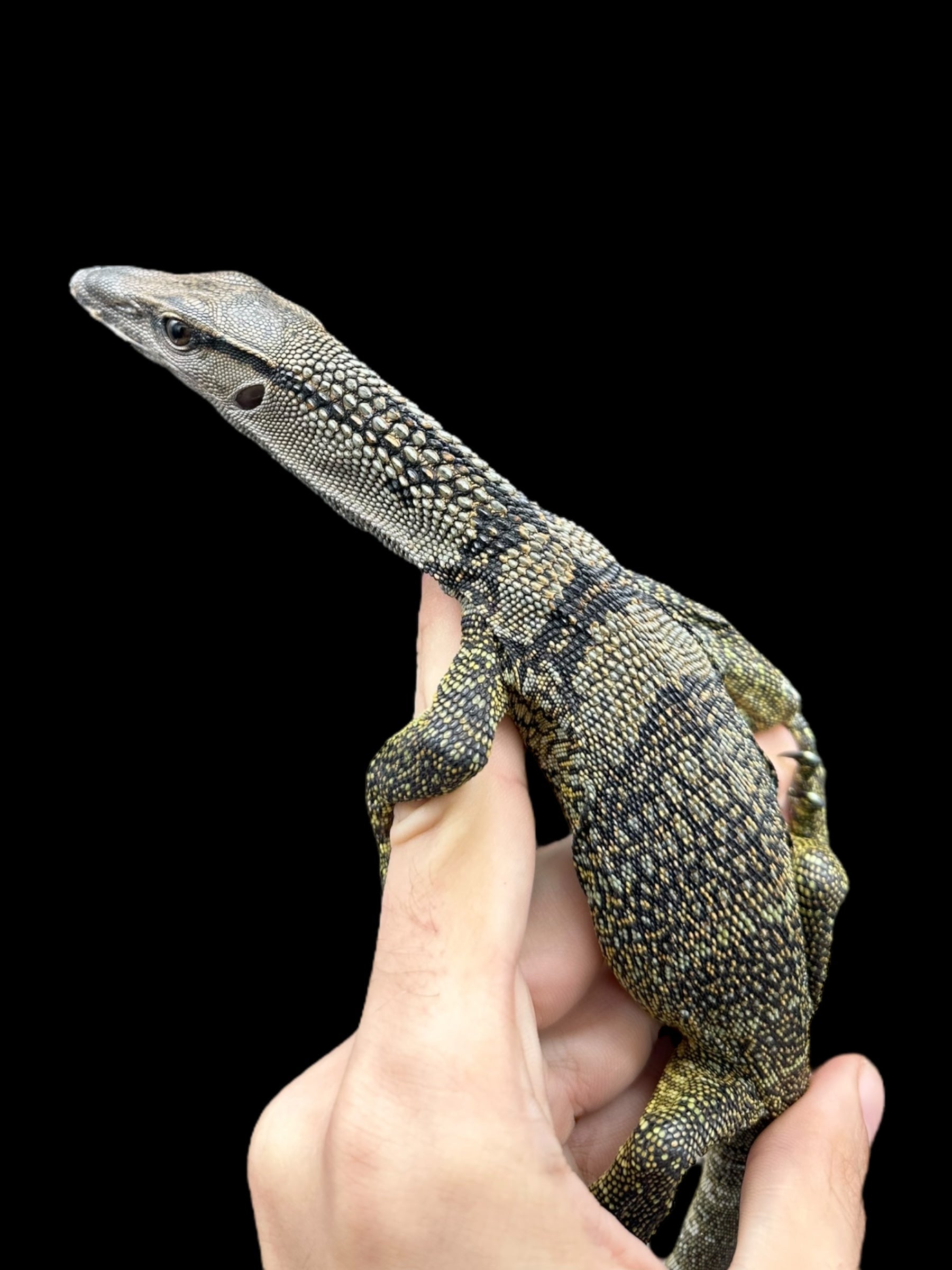 Black Roughneck Monitor