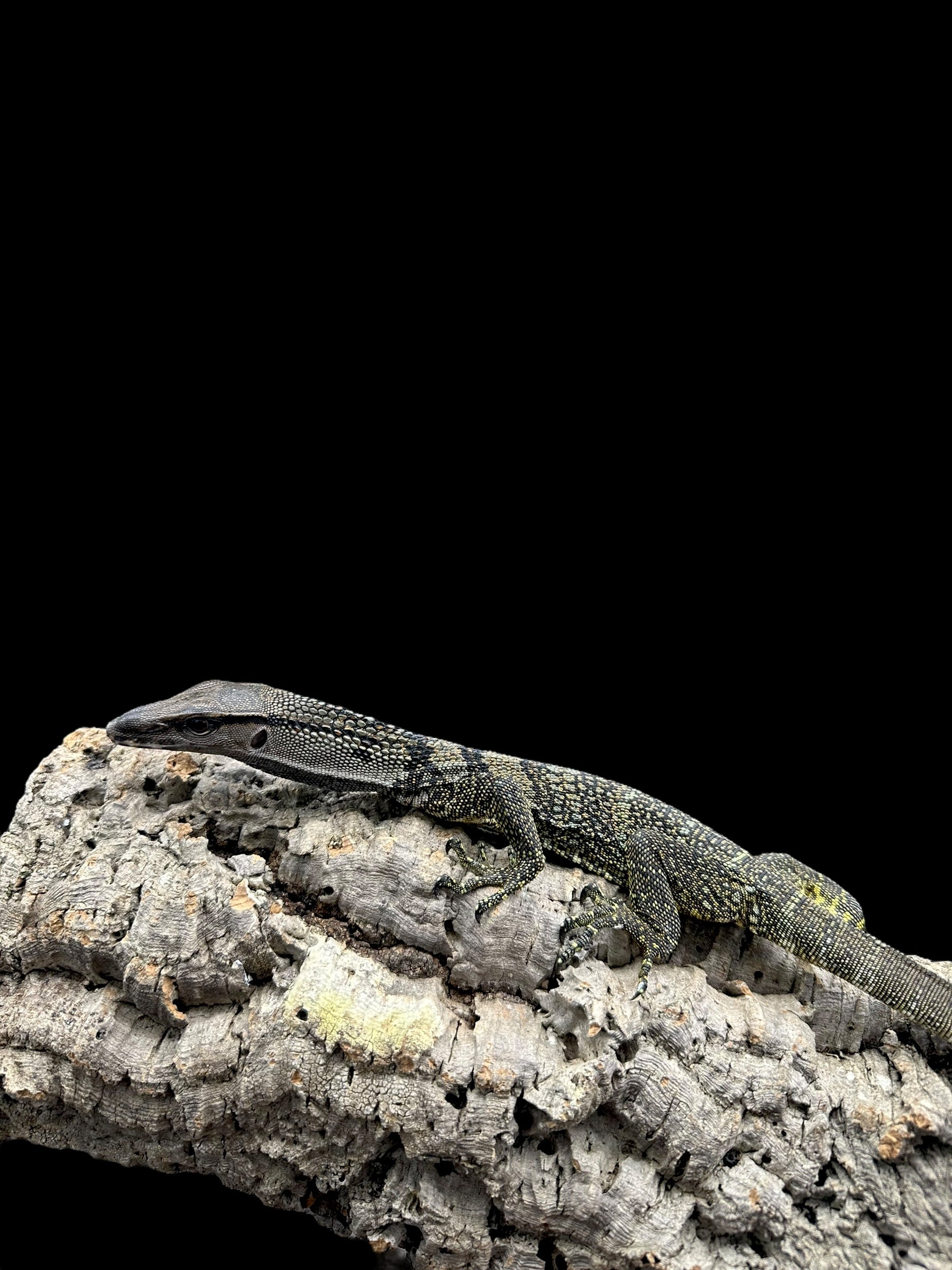 Black Roughneck Monitor