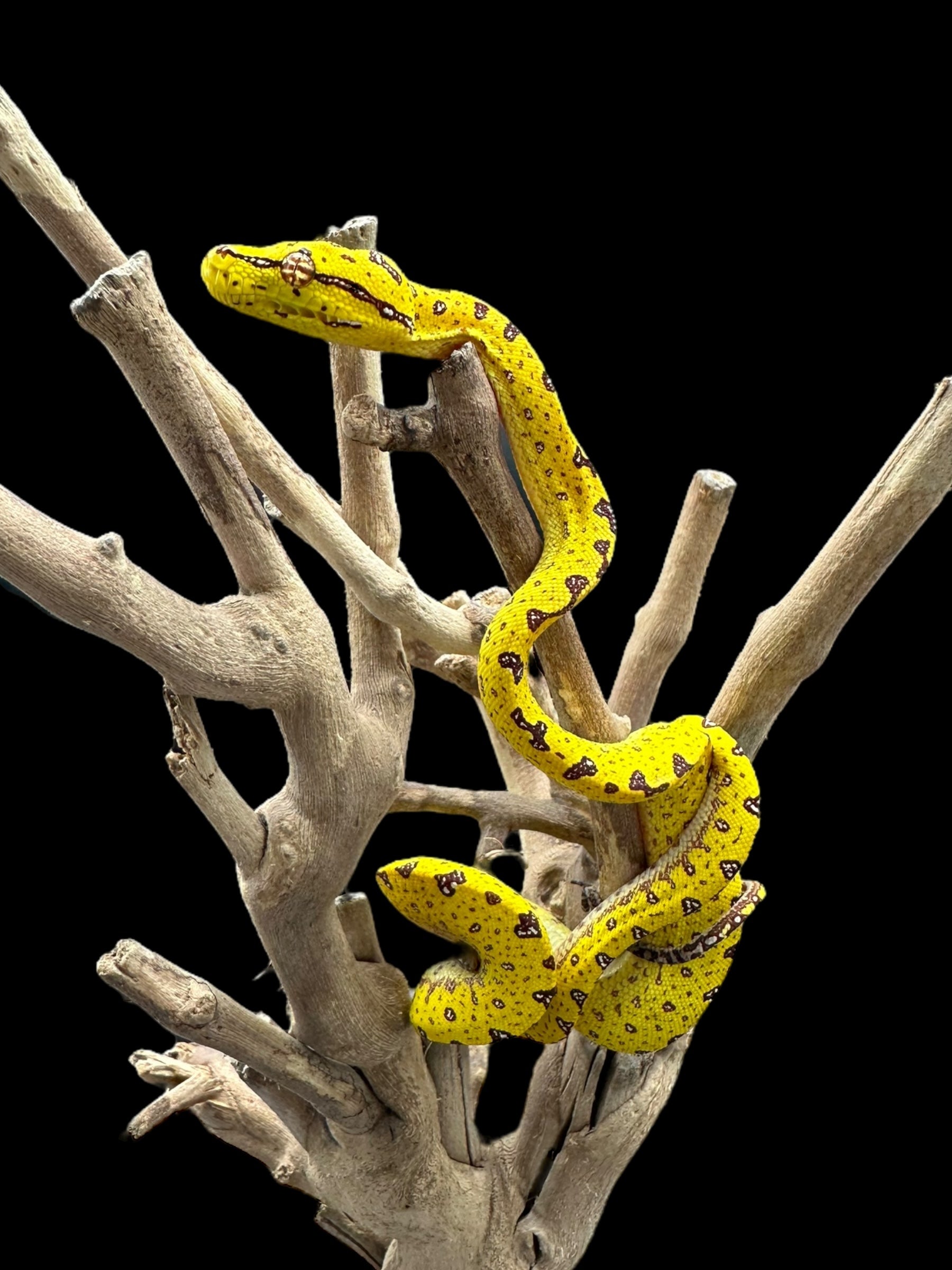 Green Tree Python (Biak) - SM