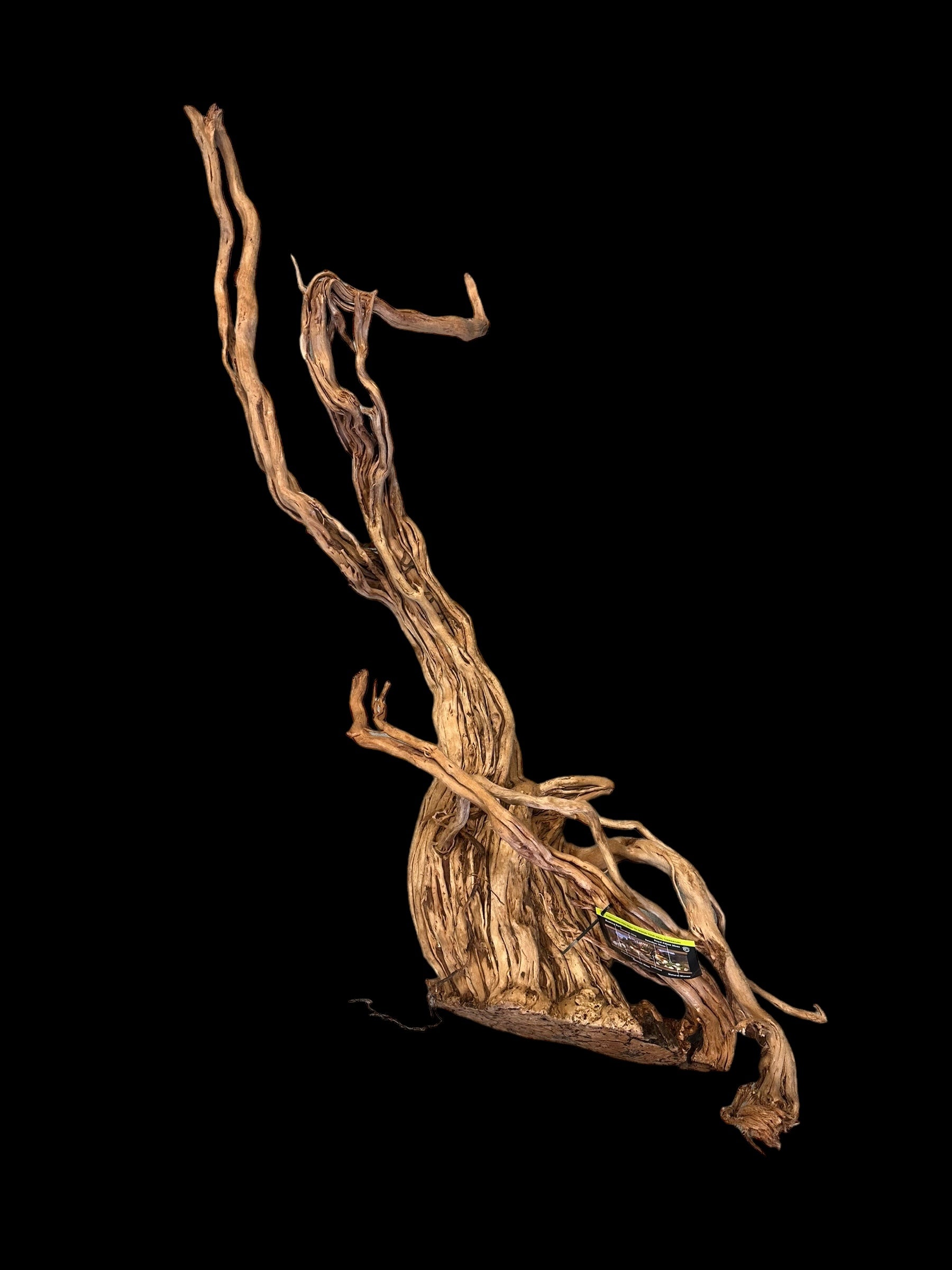 Galapagos Dragon Wood  (Approx. 30-59")