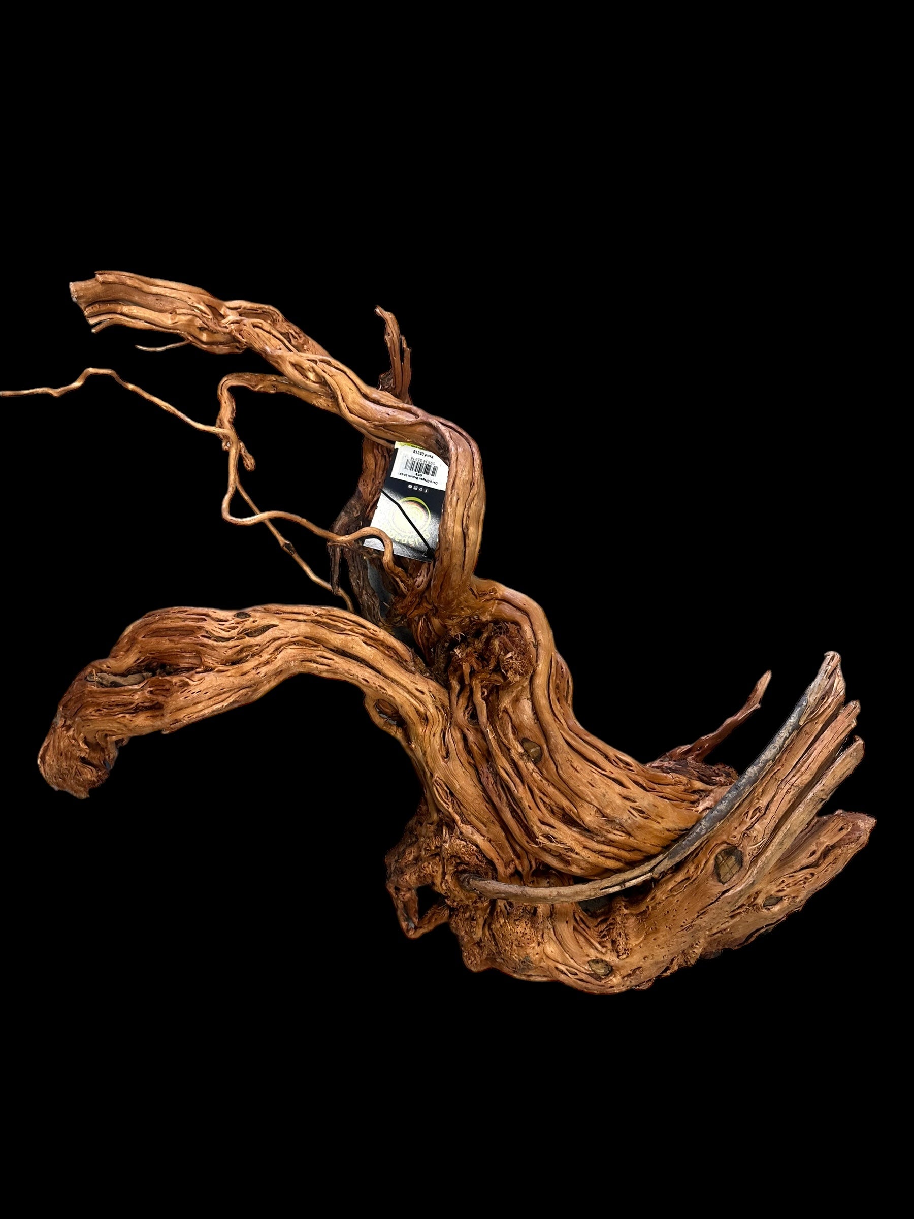 Galapagos Dragon Wood  (Approx. 30-59")