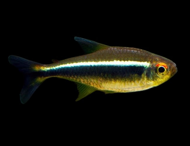 Black Neon Tetra