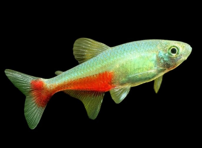 Green Fire Tetra