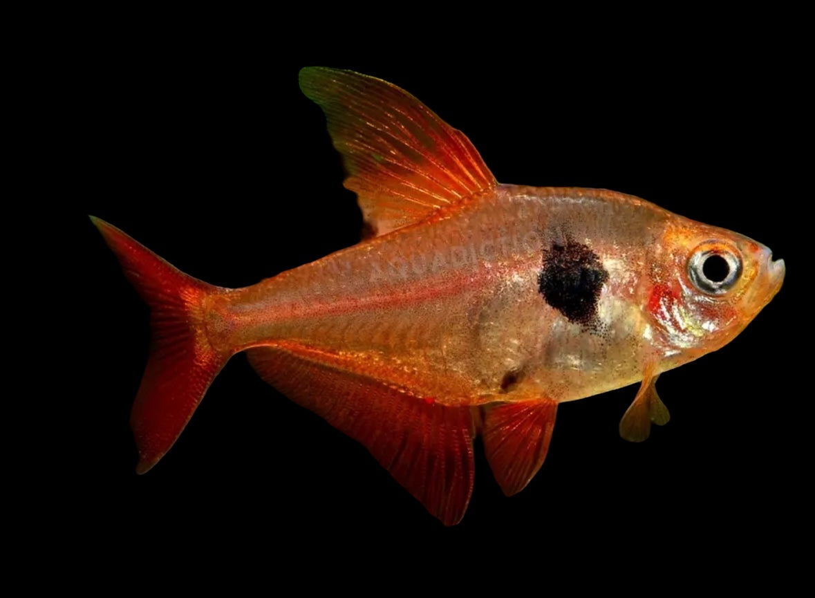 Red Phantom Tetra