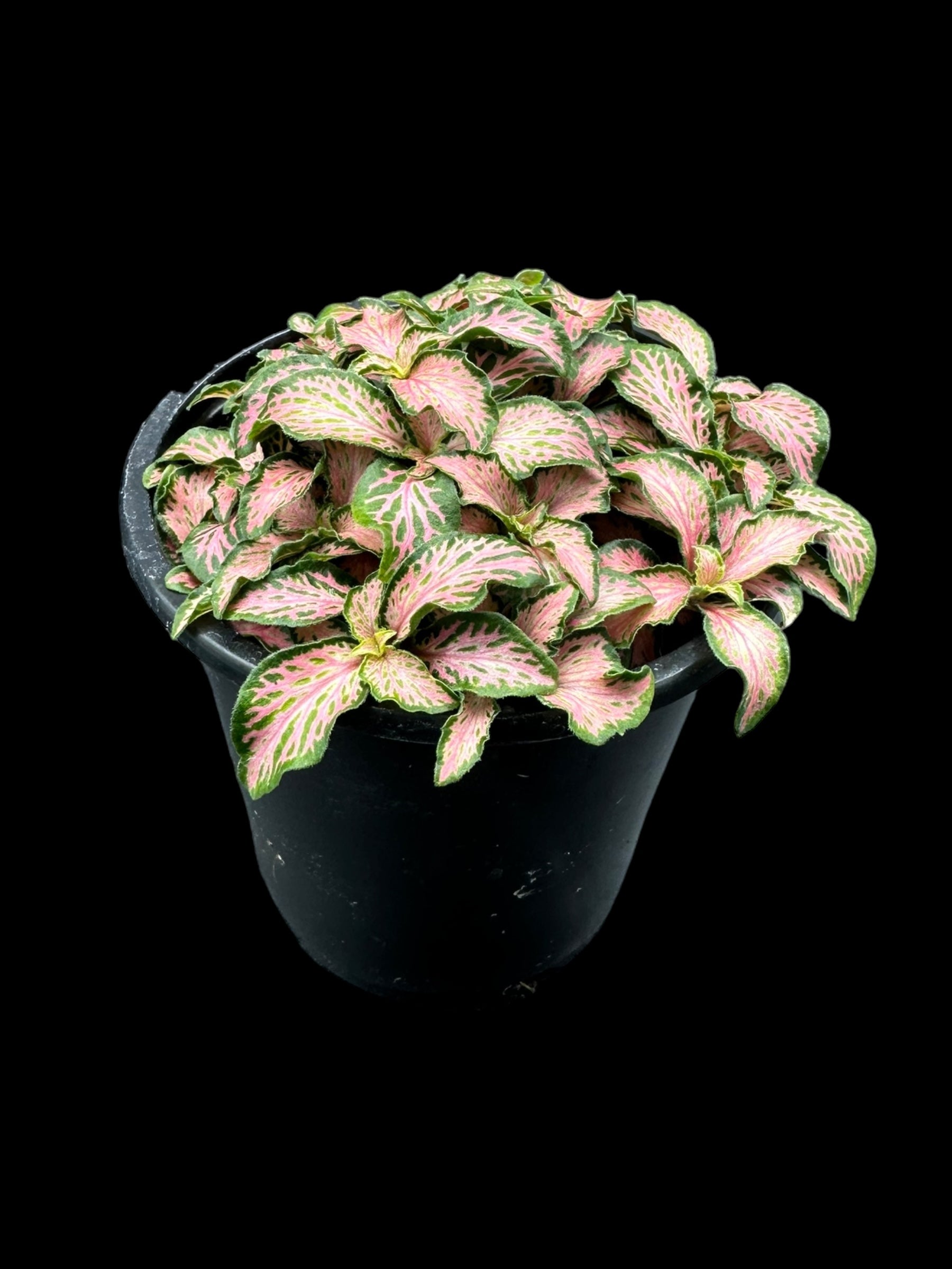 Fittonia