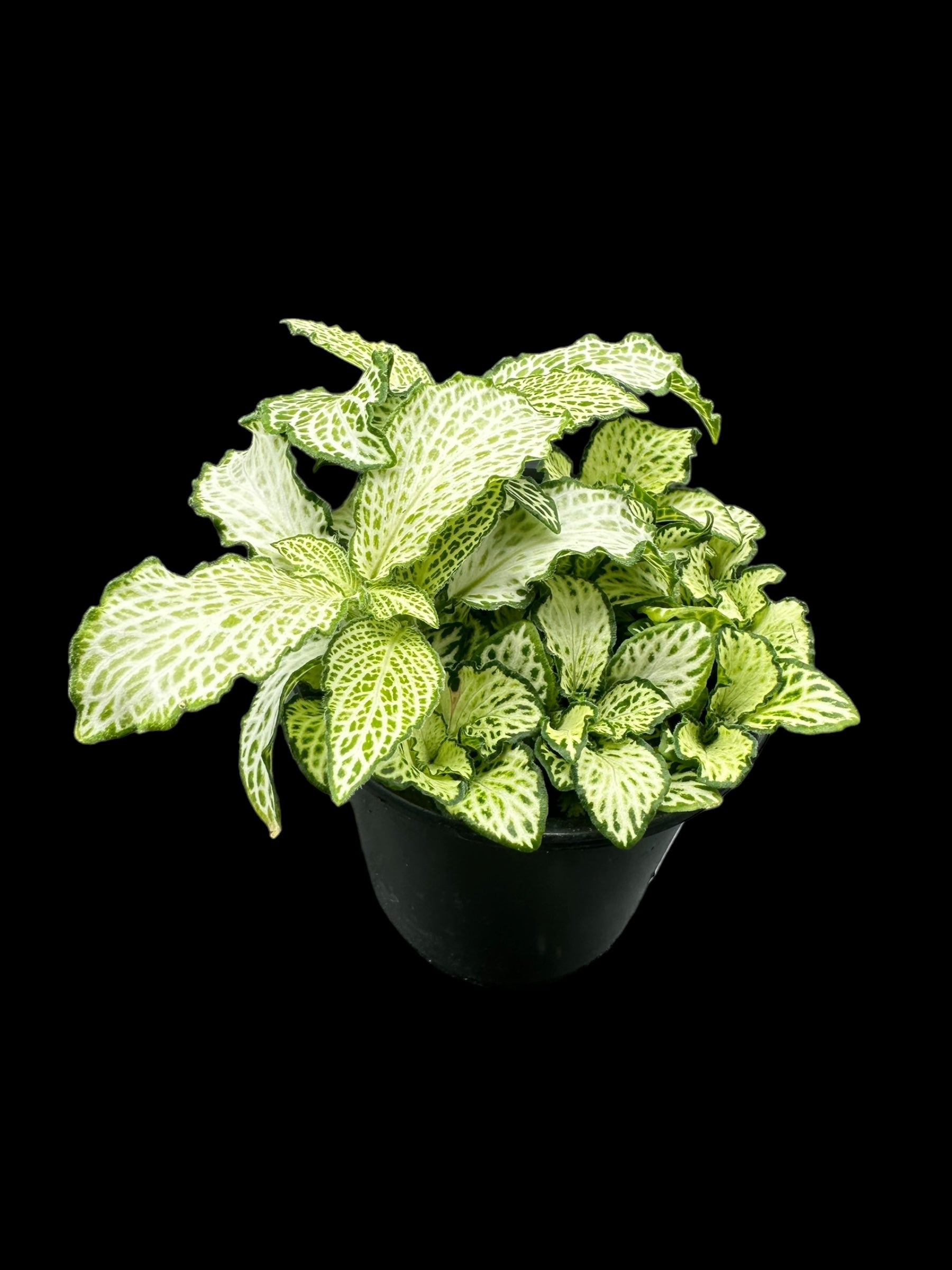 Fittonia