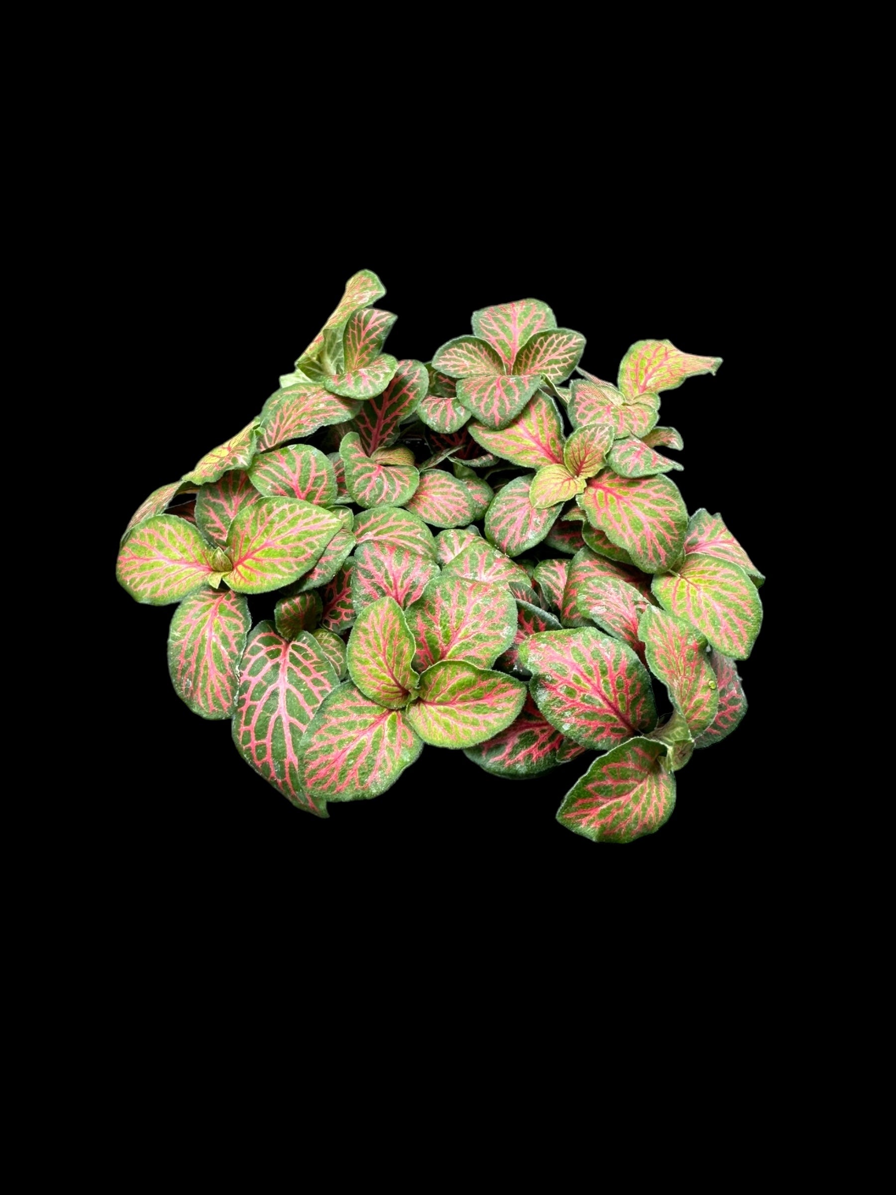 Fittonia