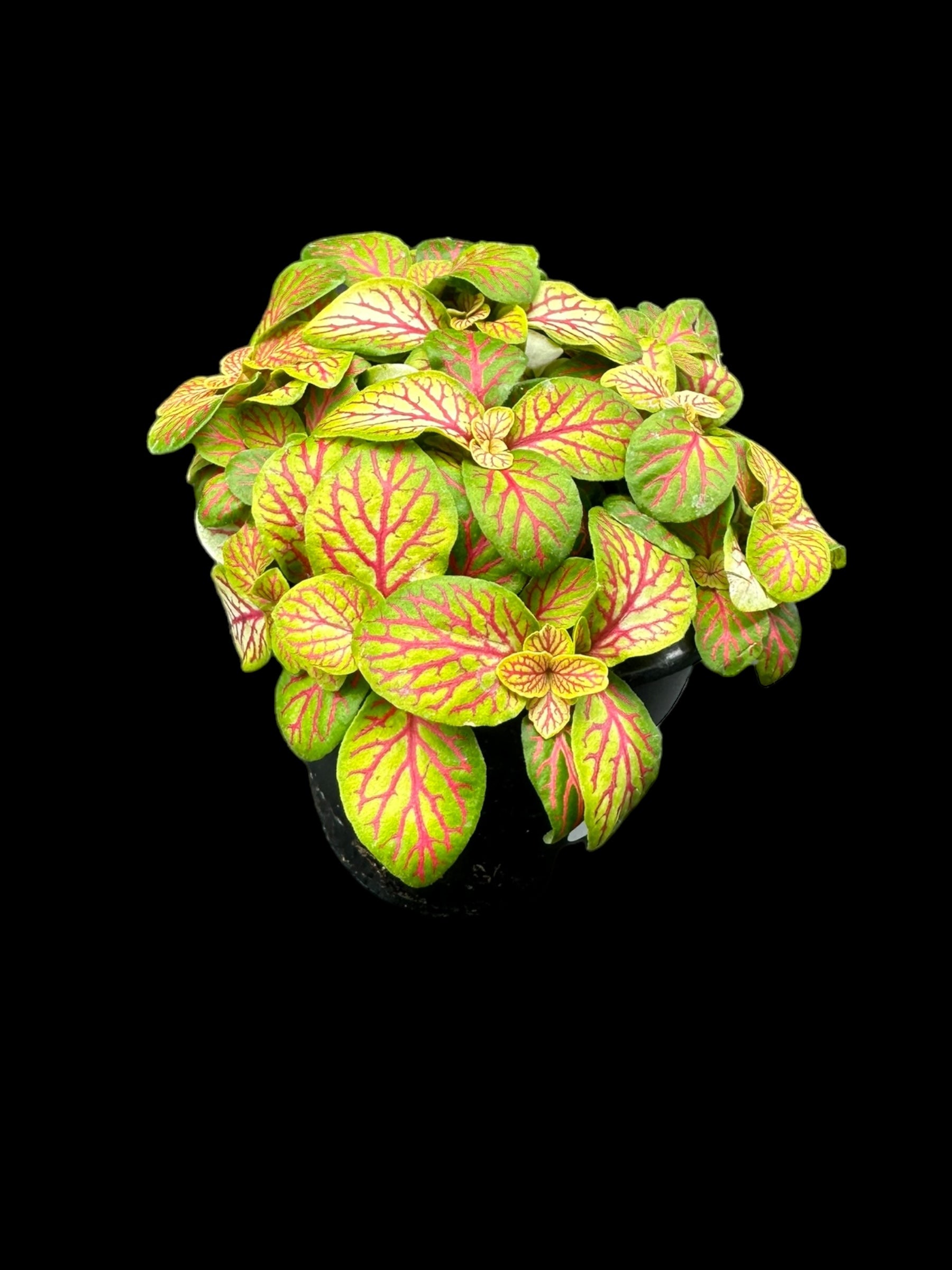 Fittonia