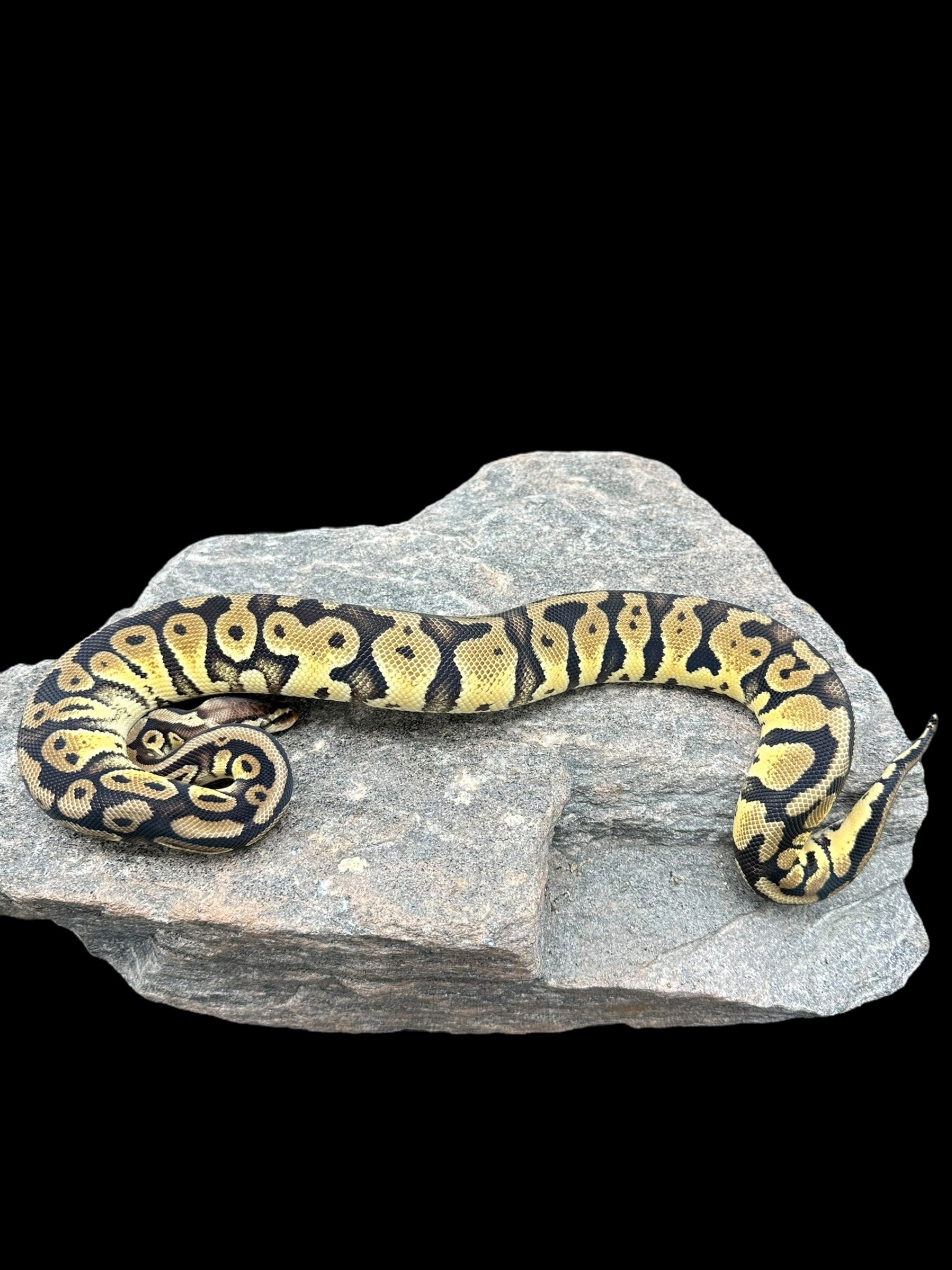 Ball Python (Pastel Het Clown Pied 50% Caramel)