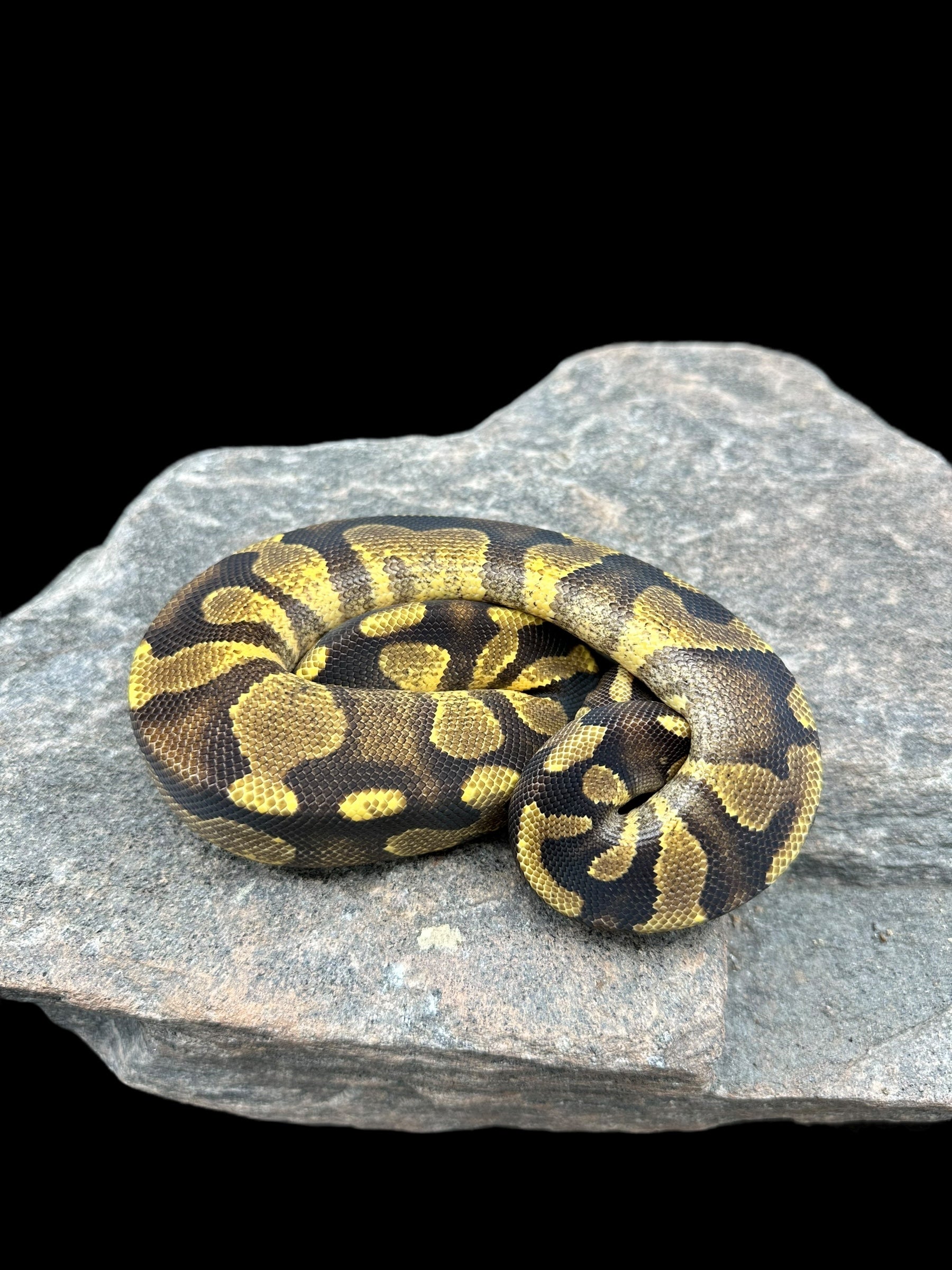 Ball Python (Enchi Chocolate) CBB