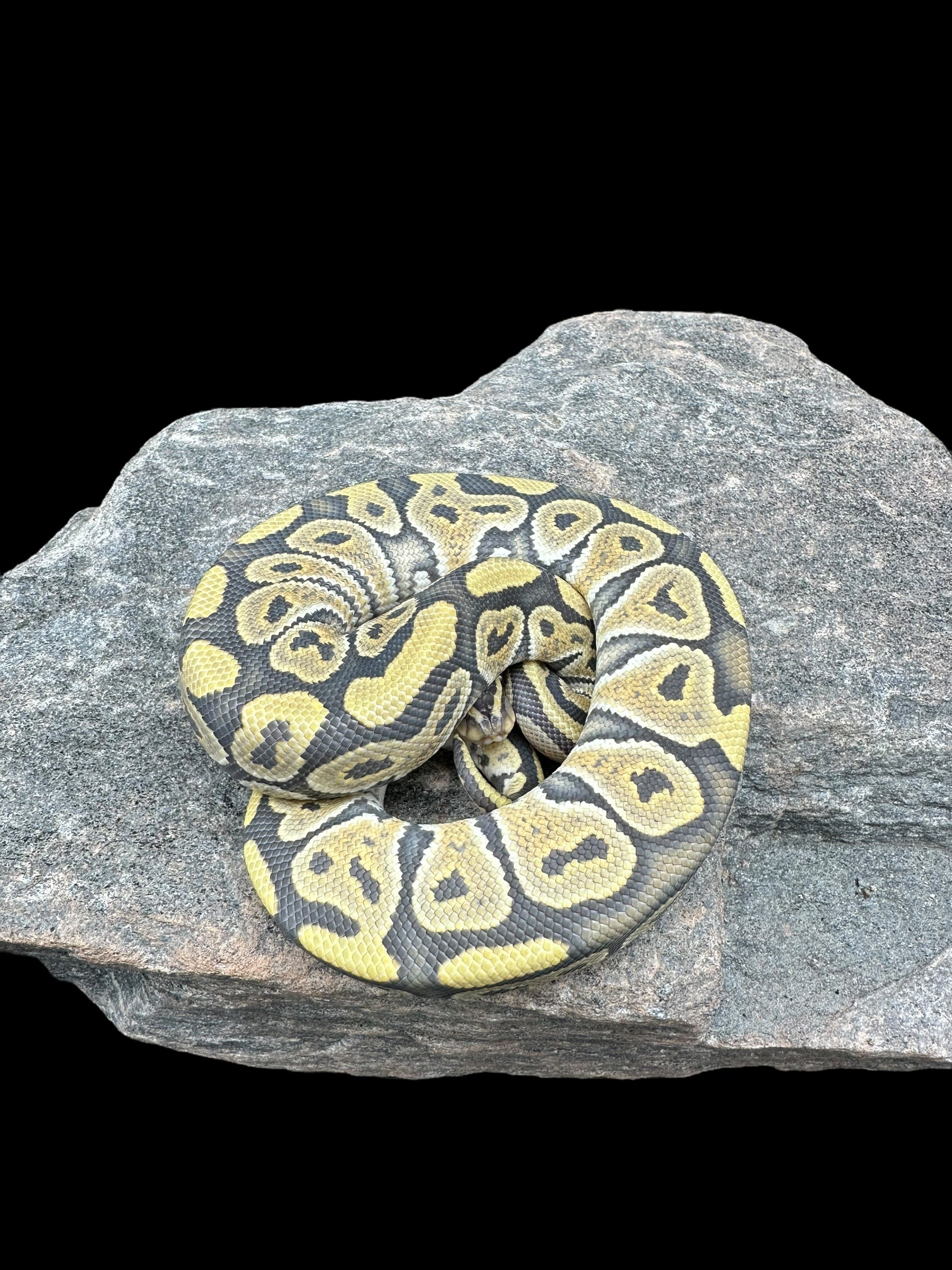 Ball Python (Hypo Het Clown) CBB