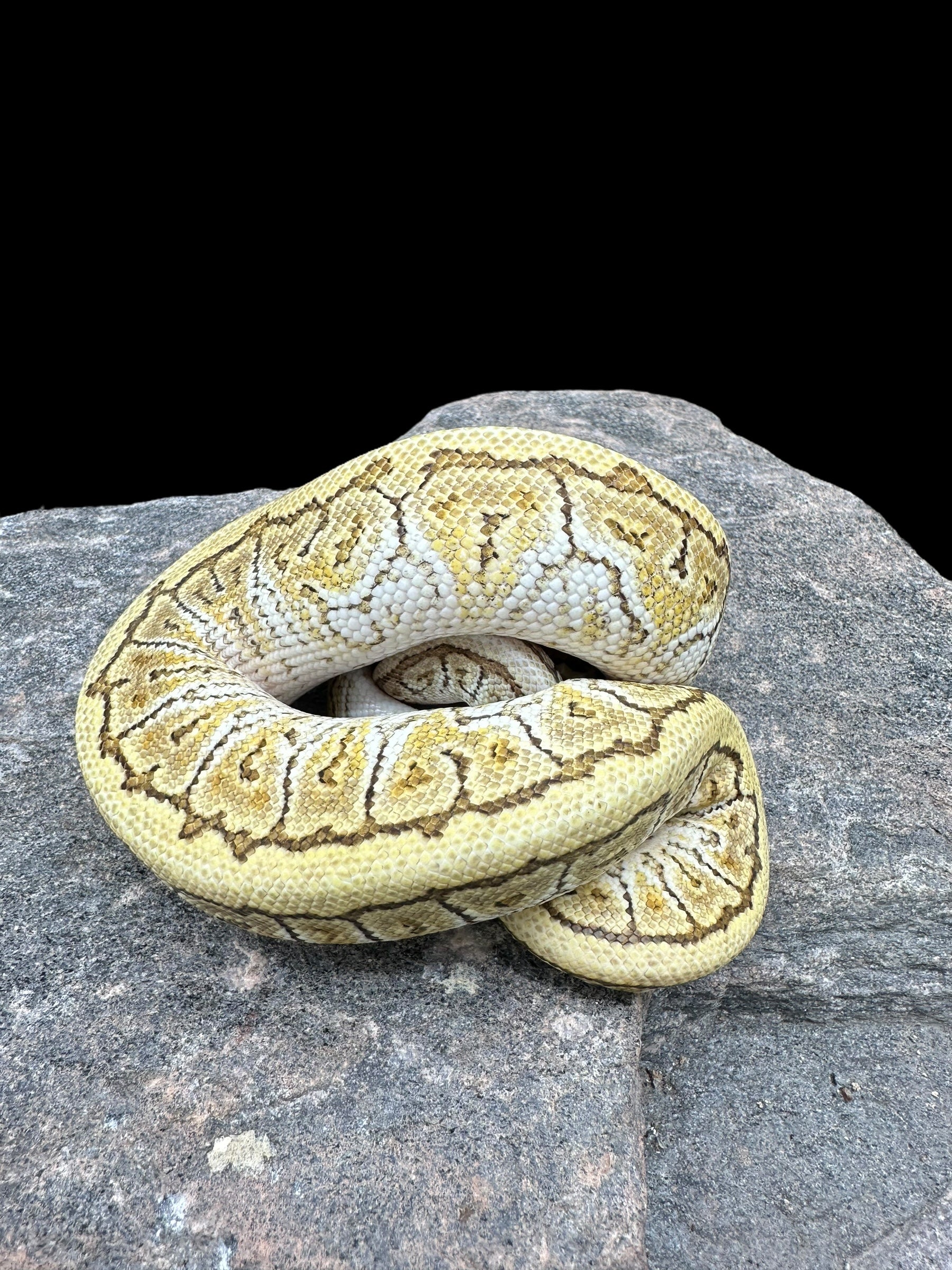 Ball Python (Lesser Spotnose Pinstripe Het Clown) CBB