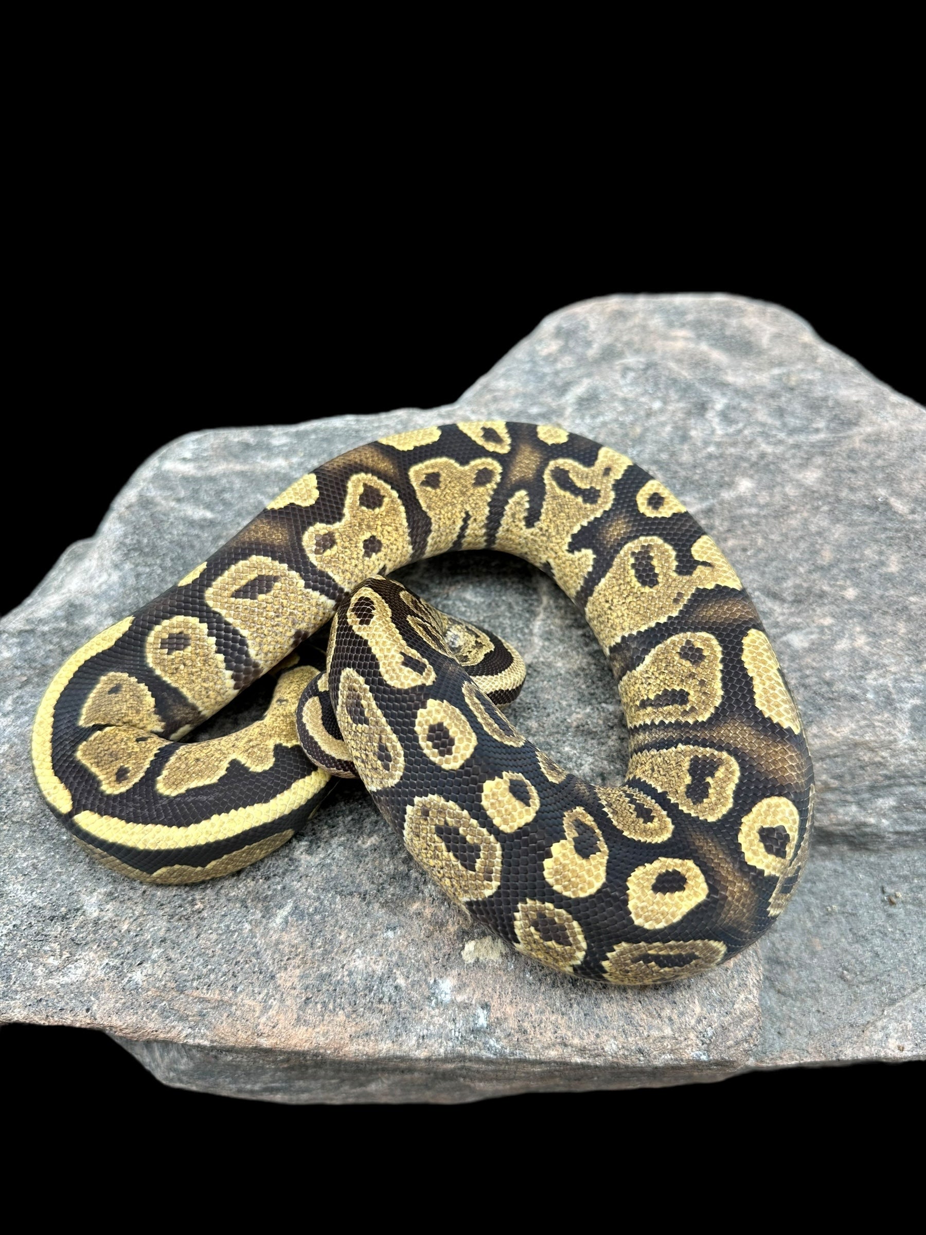 Ball Python (Fire 50% Lavender) CBB