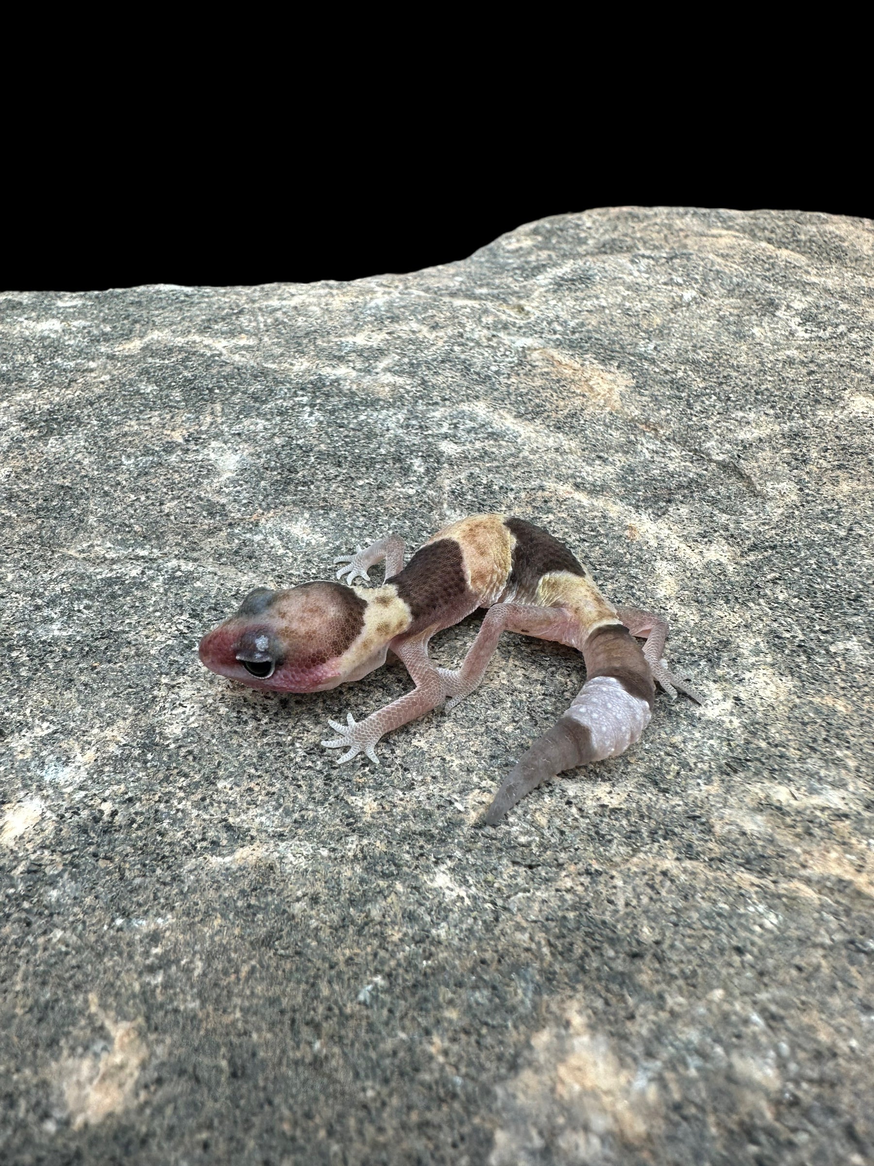 African Fat Tailed Gecko (66% Het Caramel Oreo Patternless) CBB