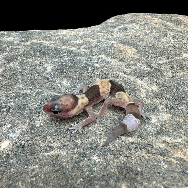 11+ Oreo Fat Tailed Gecko