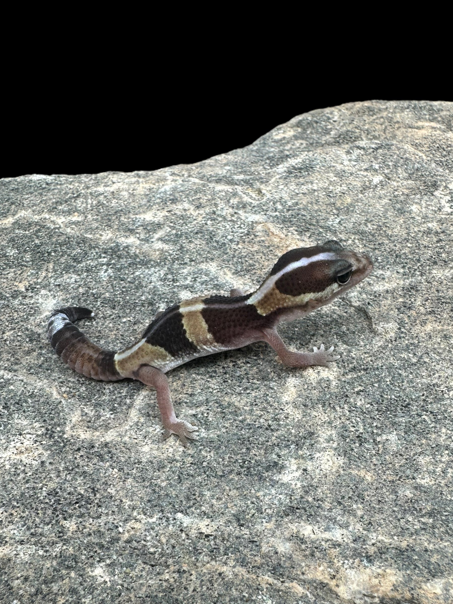 African Fat Tailed Gecko (66% Het Amel Zulu Patternless) CBB