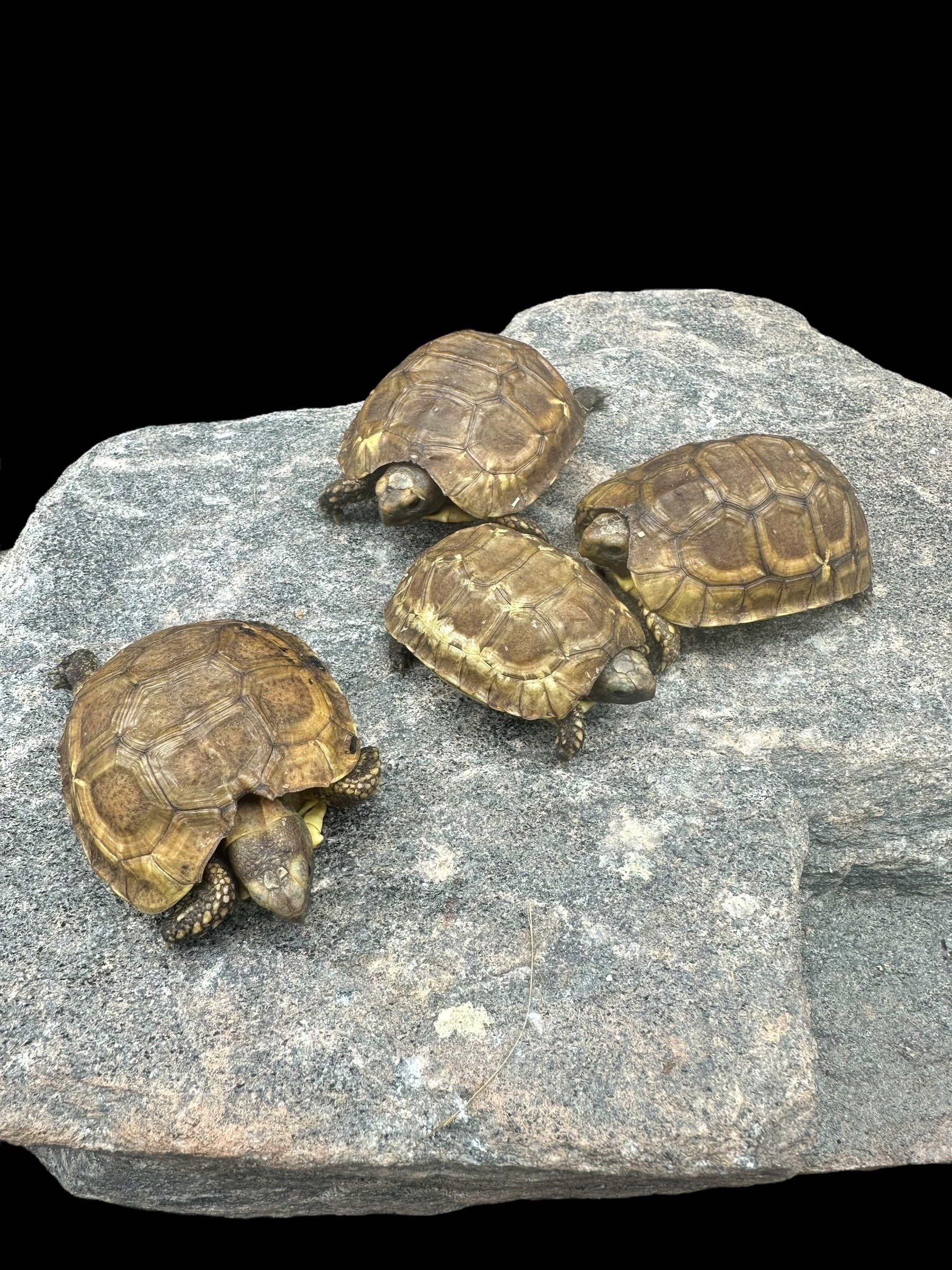 Western Hinge-back Tortoise