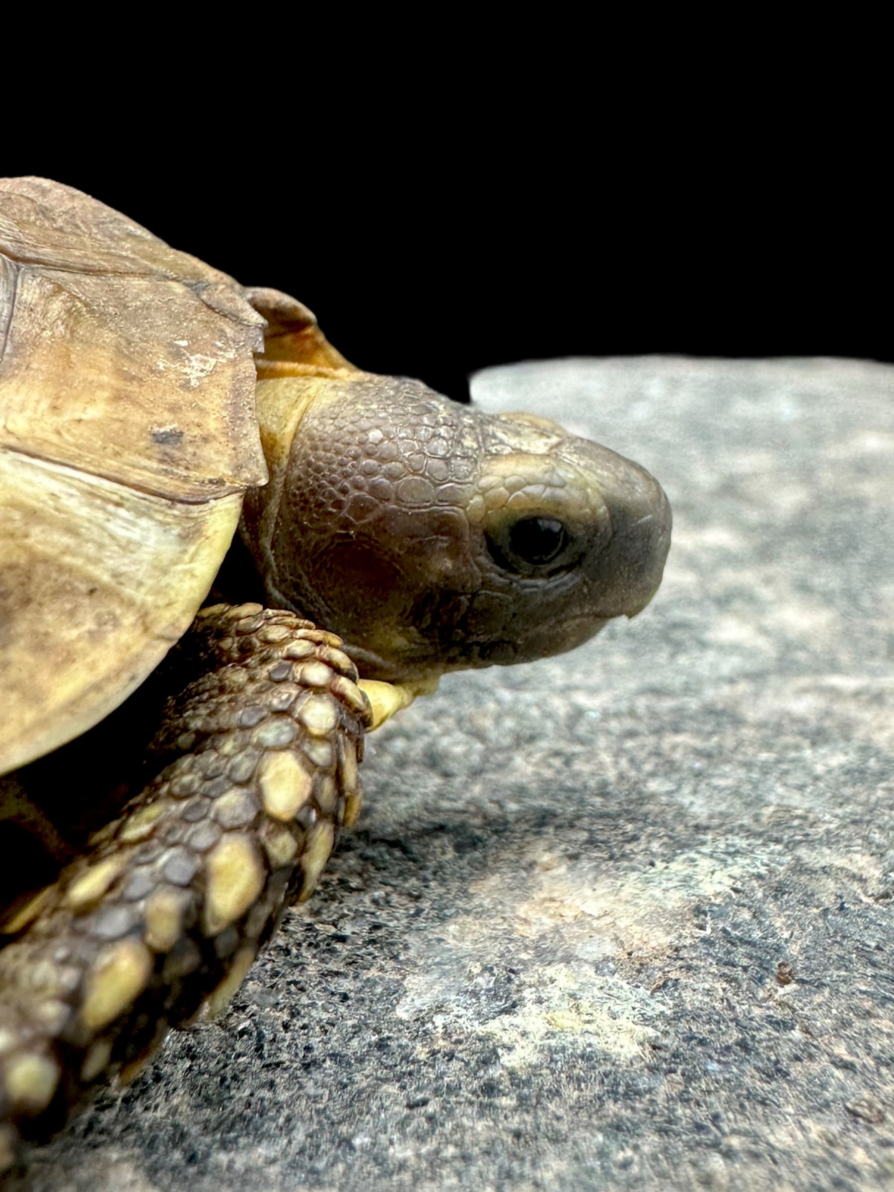 Western Hinge-back Tortoise