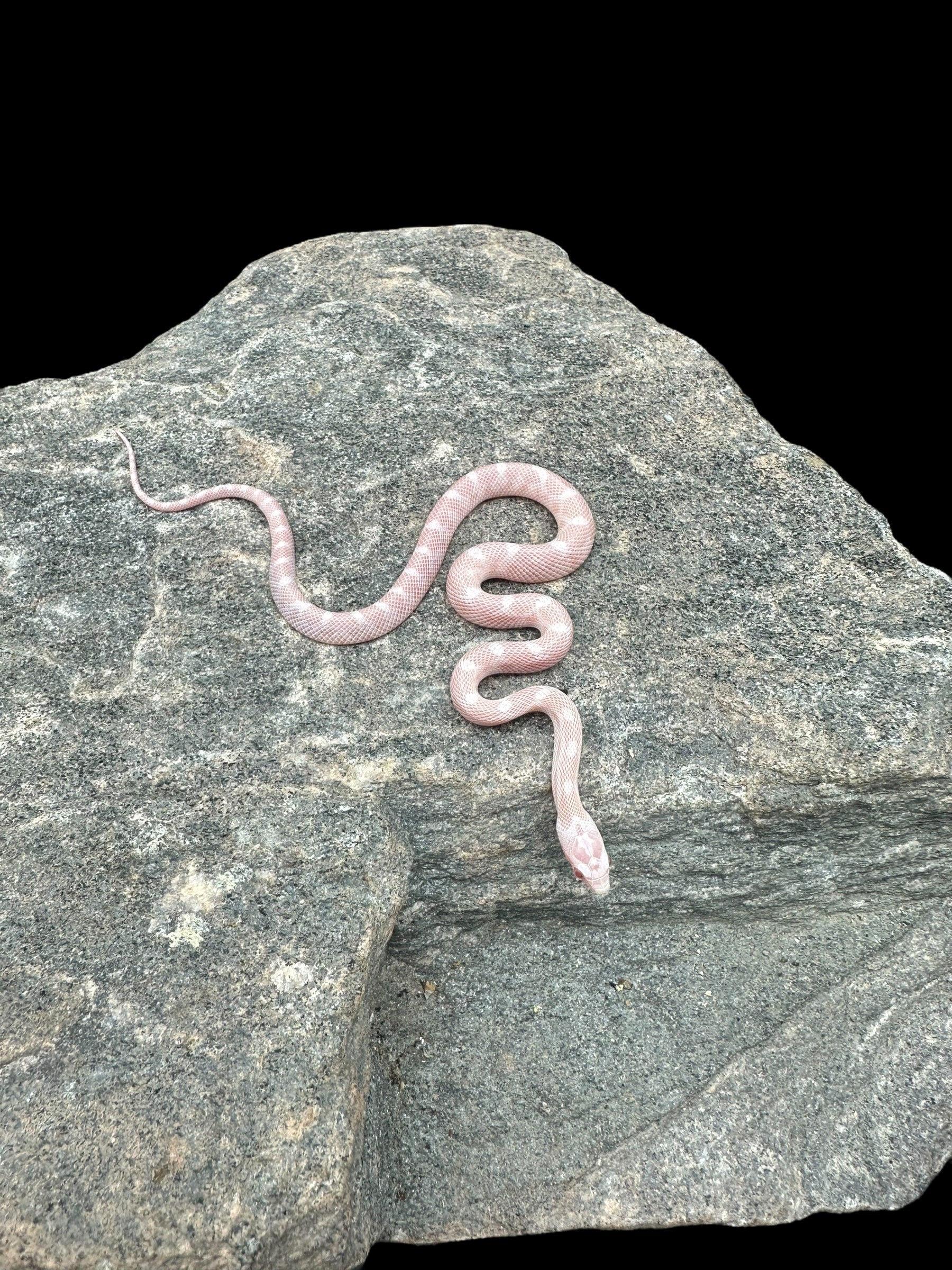 Corn Snake (Peppermint Motley)