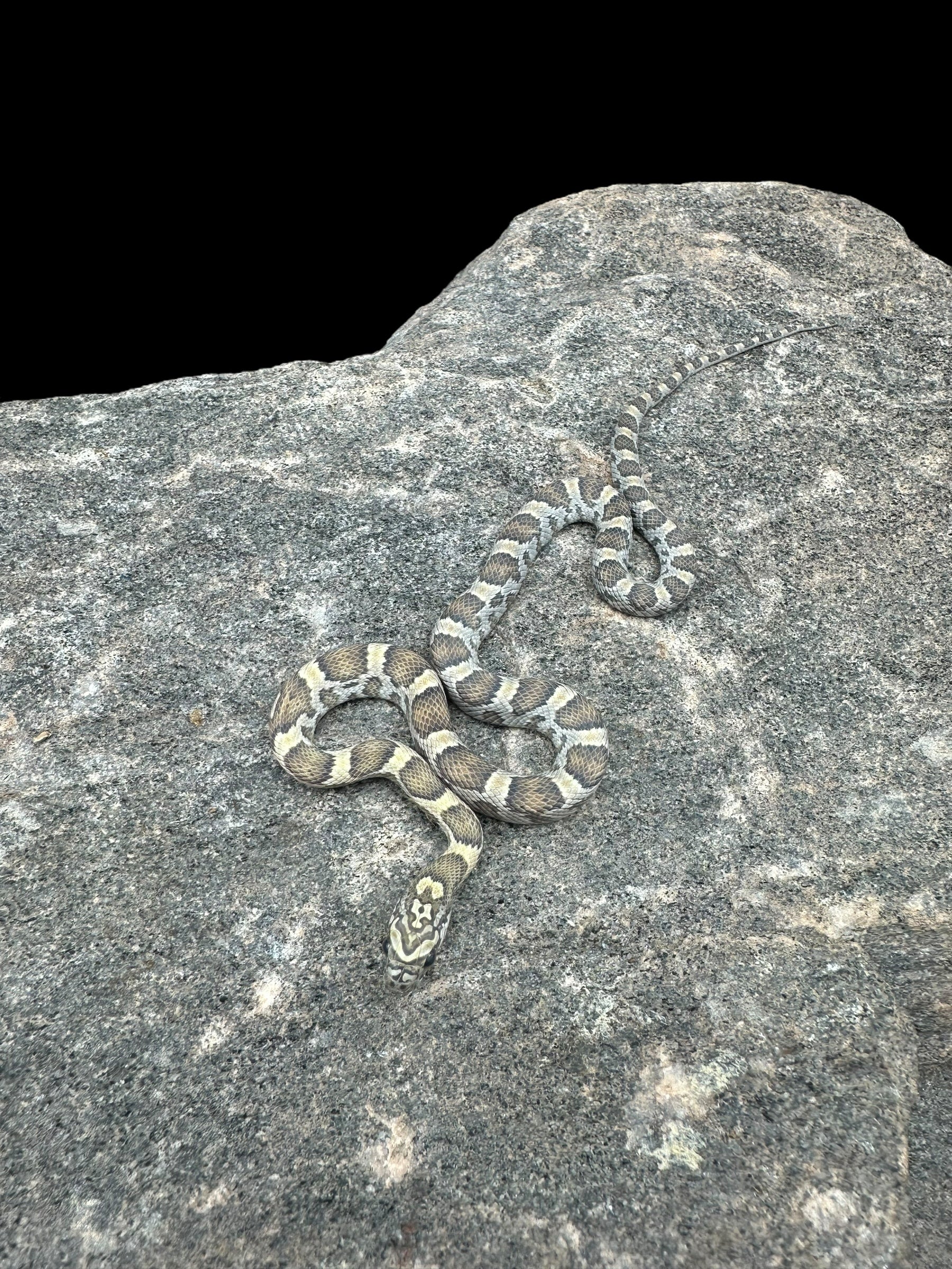 Corn Snake (Honey)