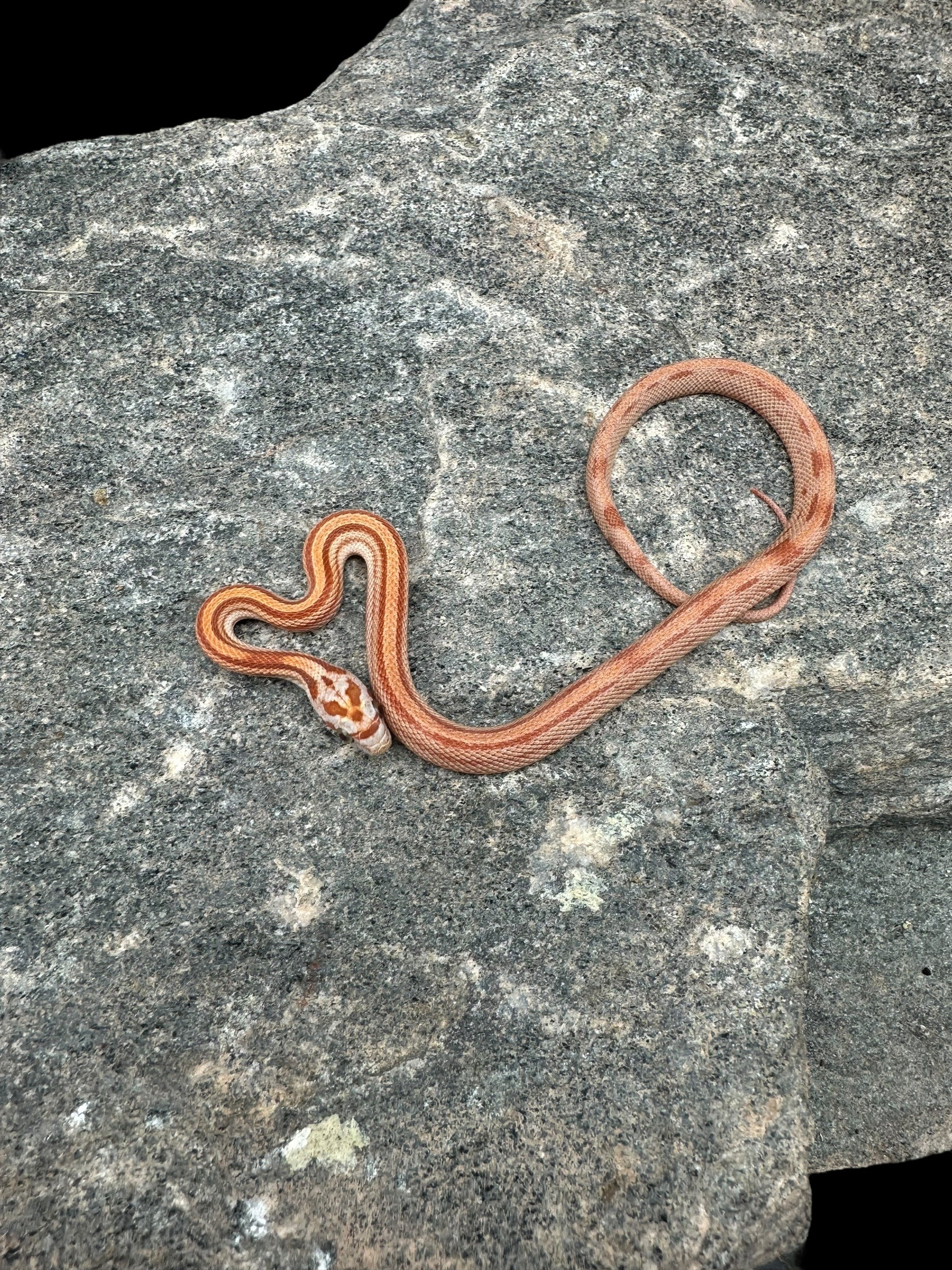 Corn Snake (Hypo Stripe)