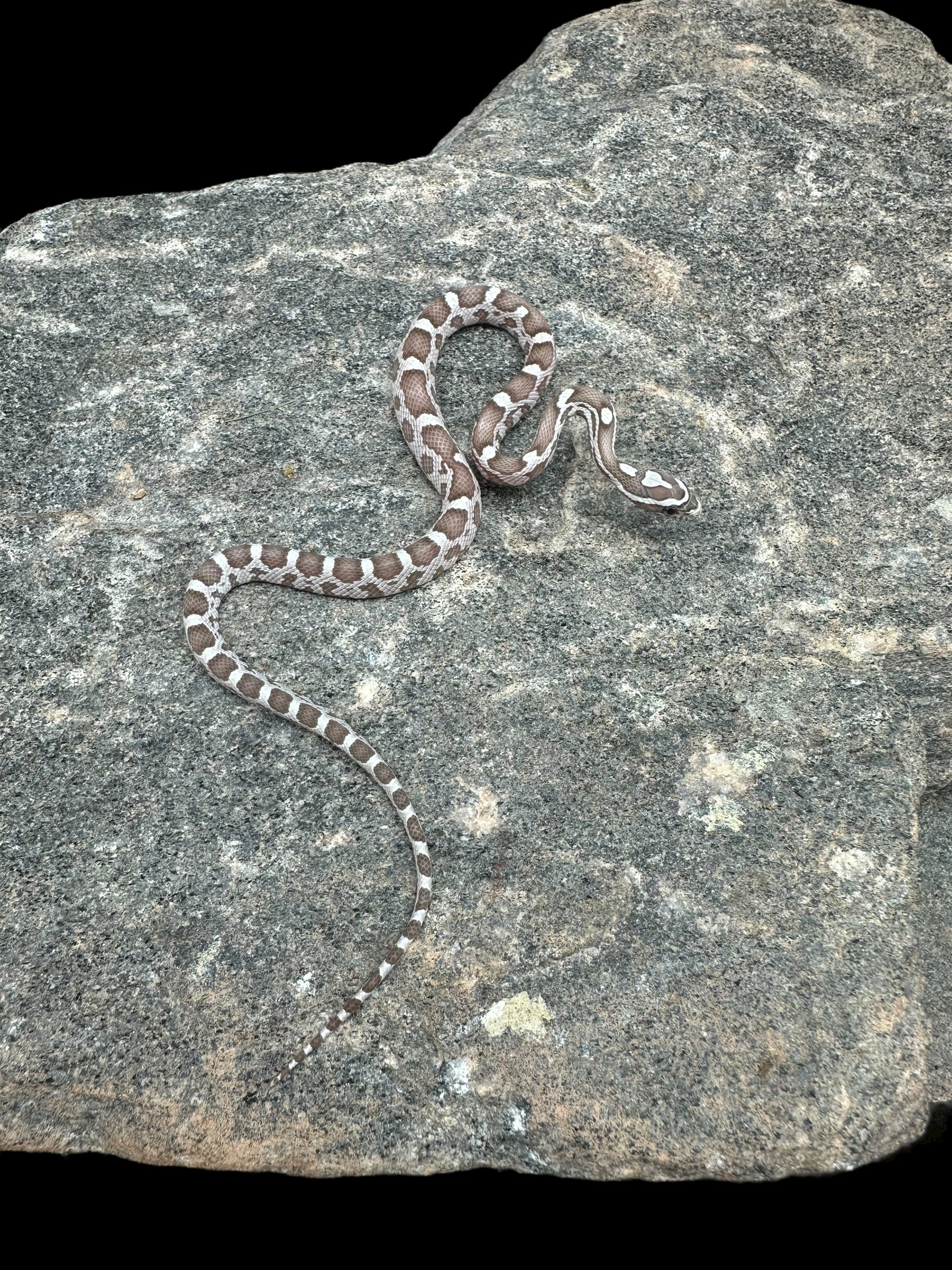 Charcoal Ghost Corn Snake