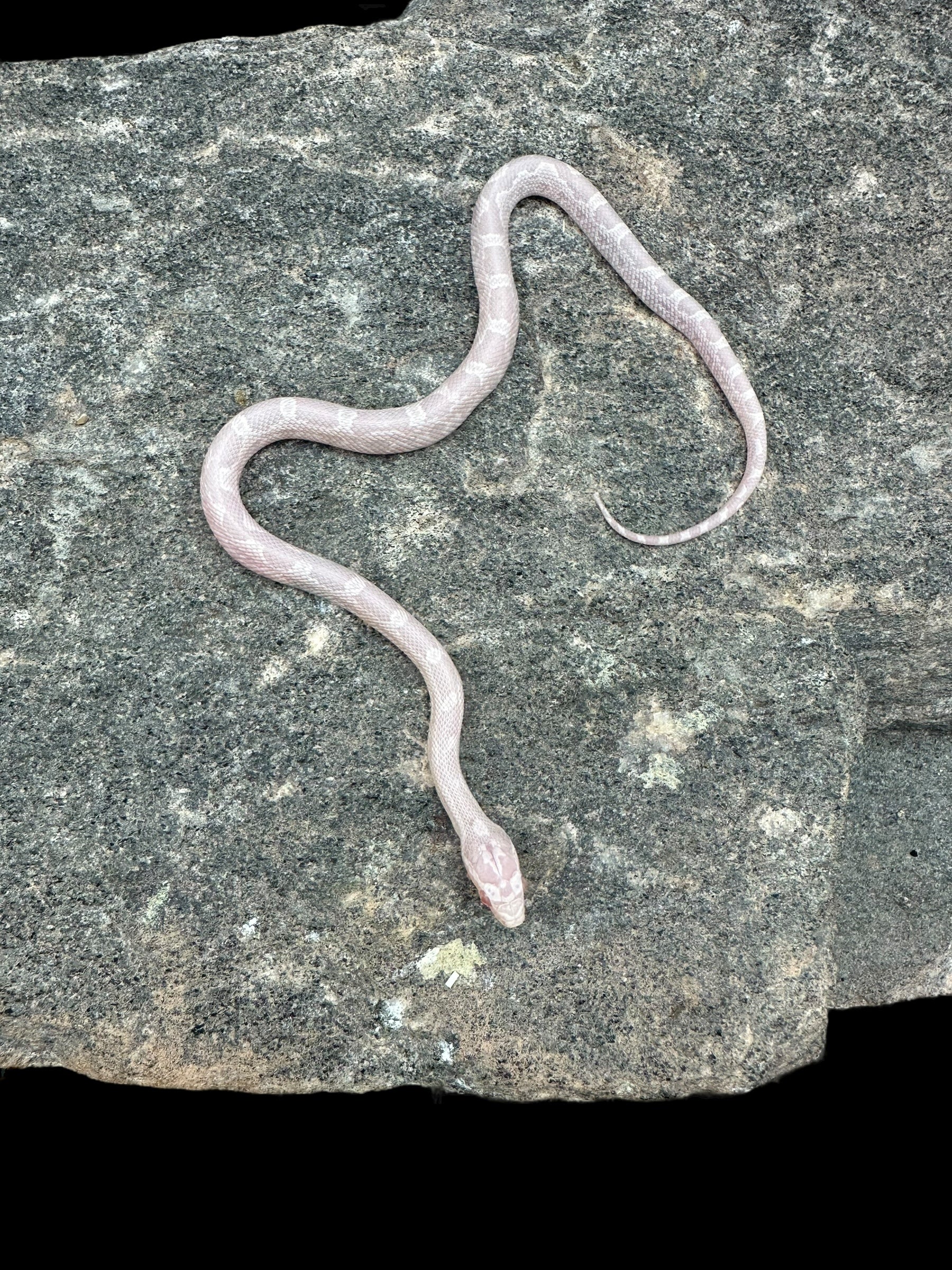 Corn Snake (Coral Snow)