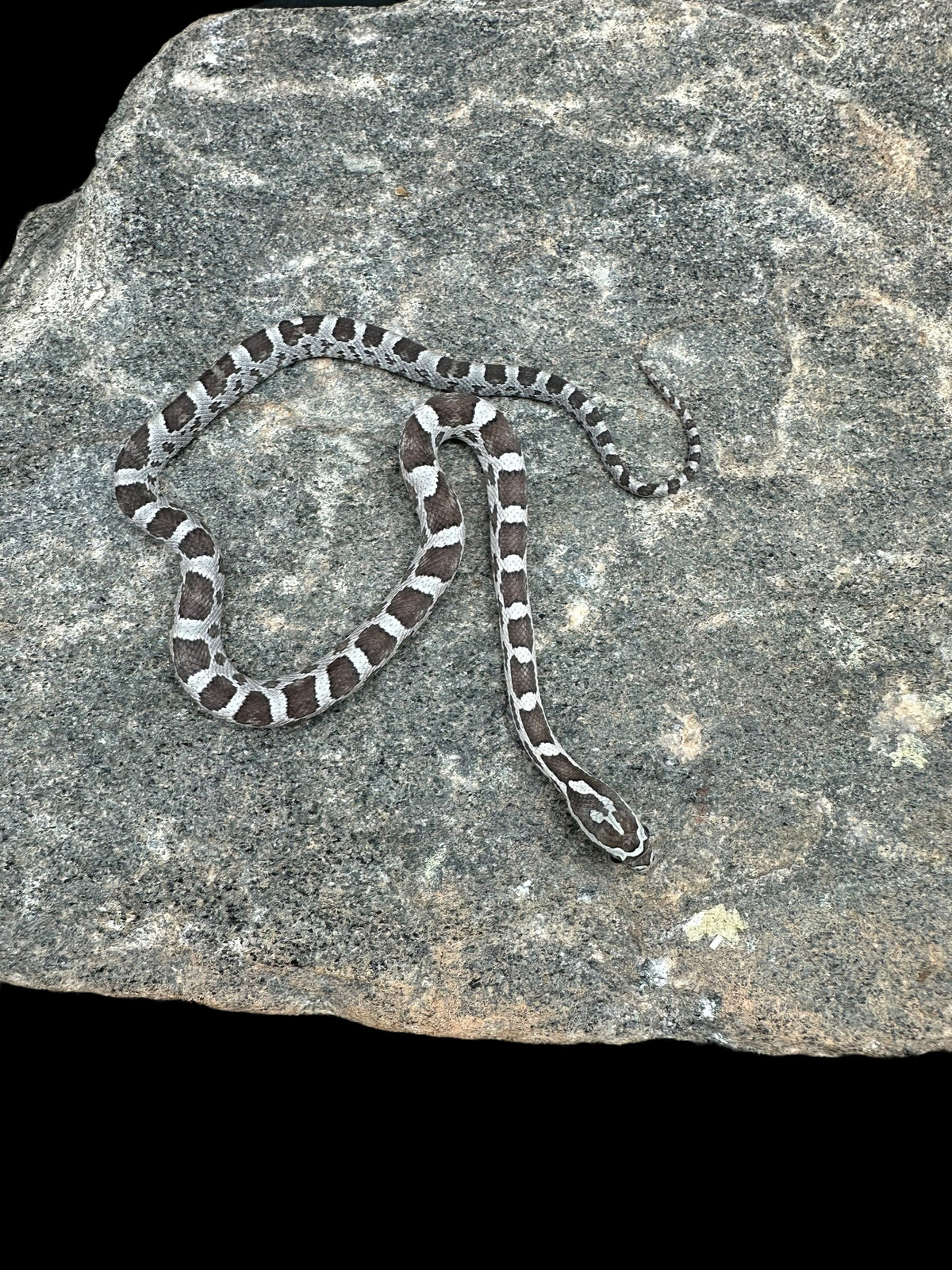 Reptile - Livestock/All Snakes/All Colubrids/Corn Snakes & Ratsnakes