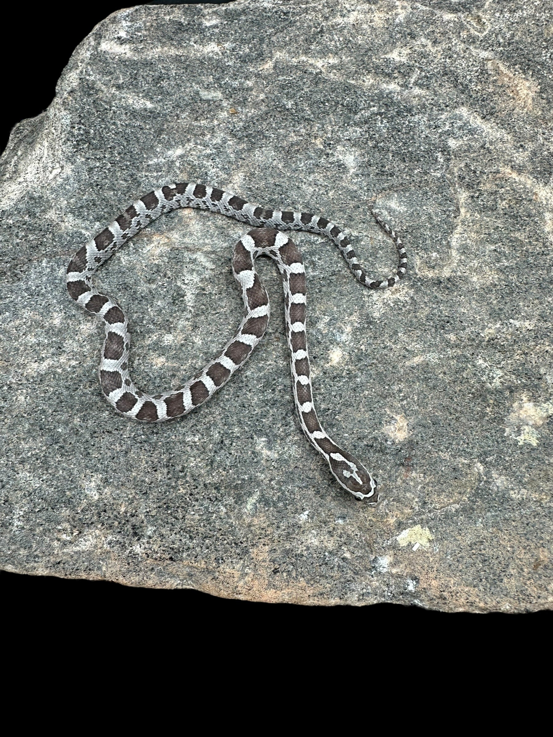 Corn Snake (Anery)