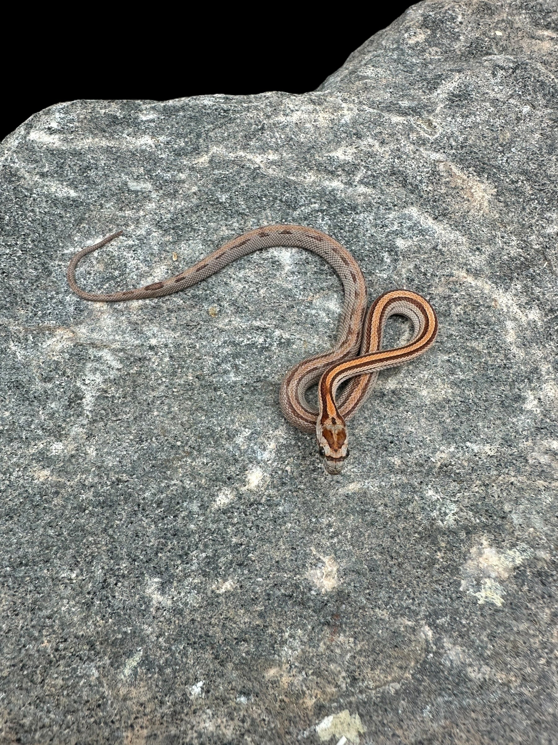 Corn Snake (Stripe)