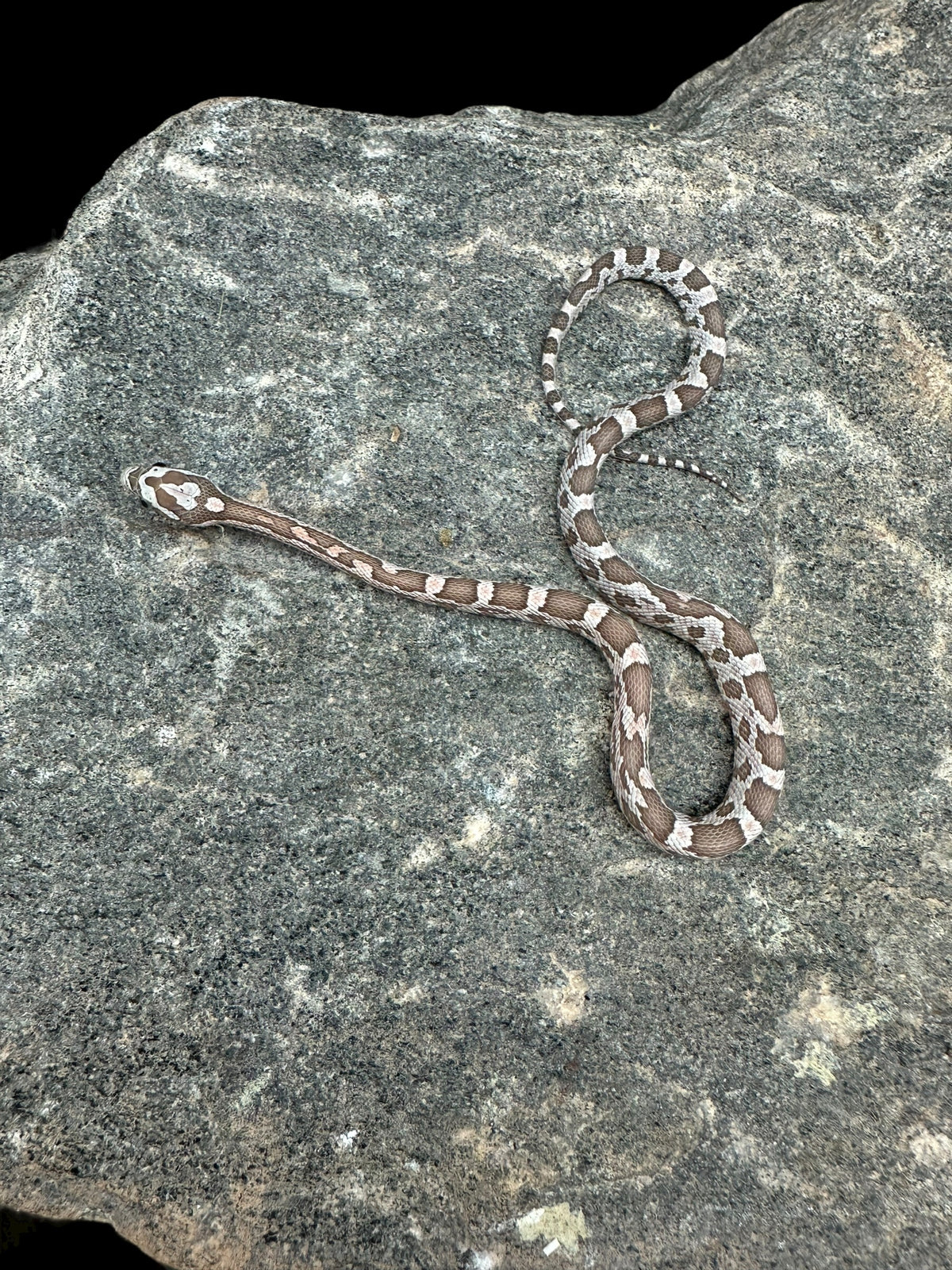 Reptile - Livestock/All Snakes/All Colubrids/Corn Snakes & Ratsnakes