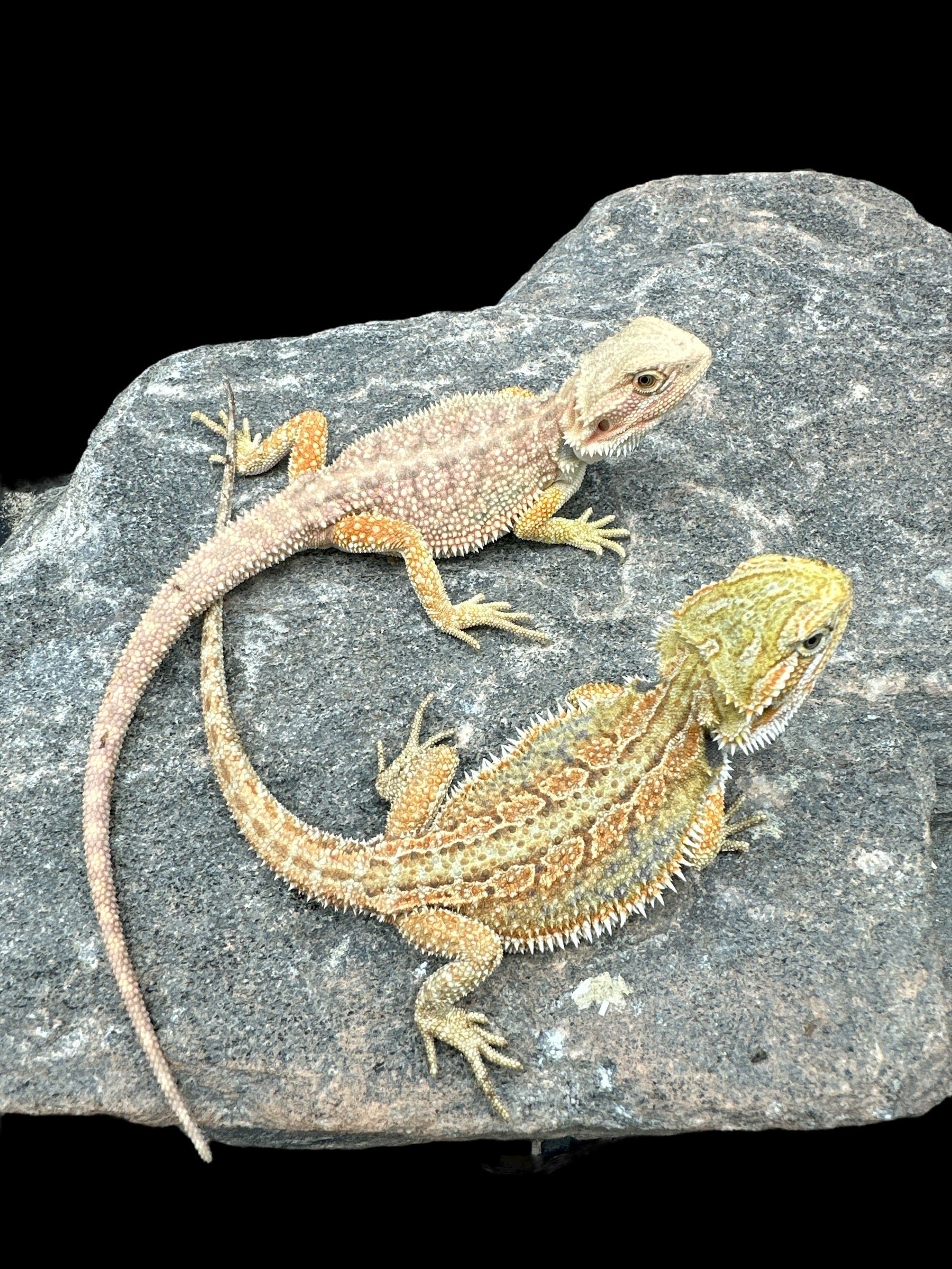 Bearded Dragon (High Colour Hypo Dunner)