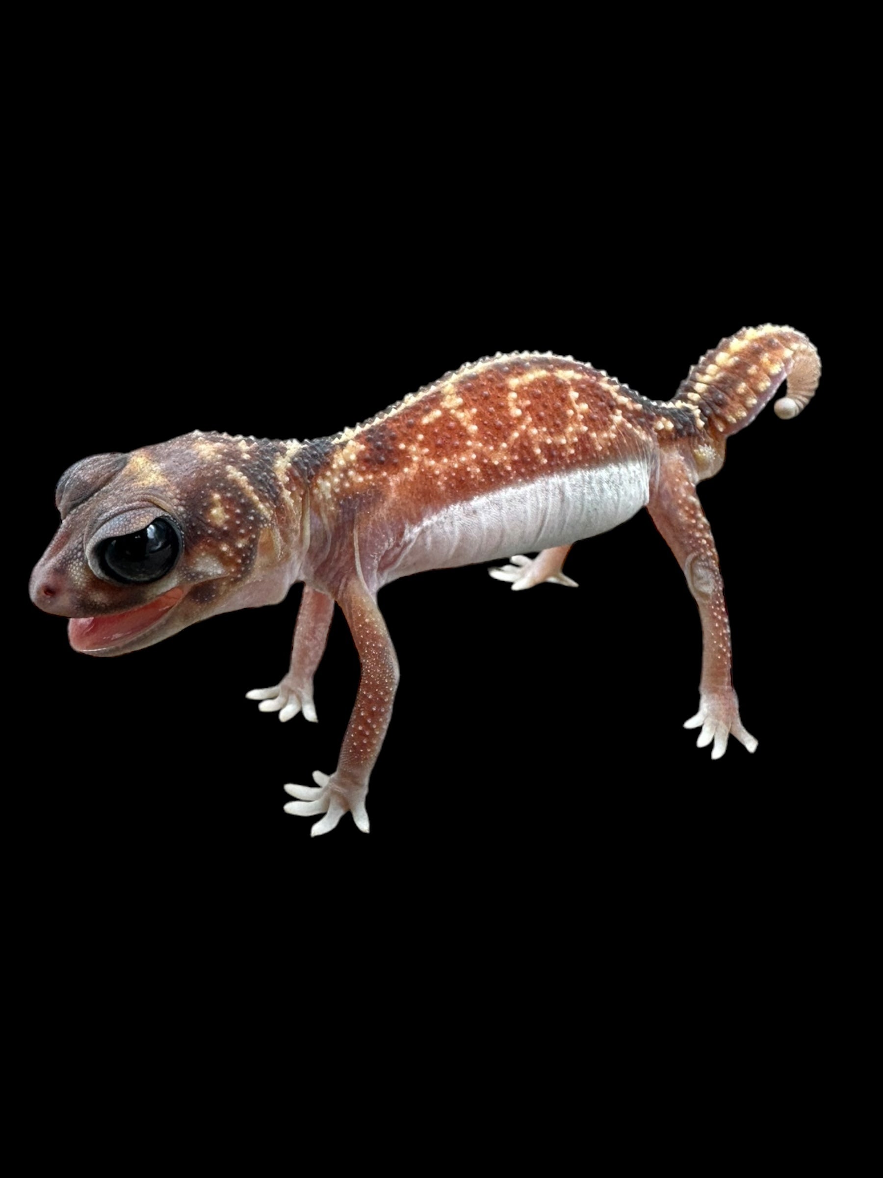 Midline Knob-tail Gecko (Nephrurus vertebralis)