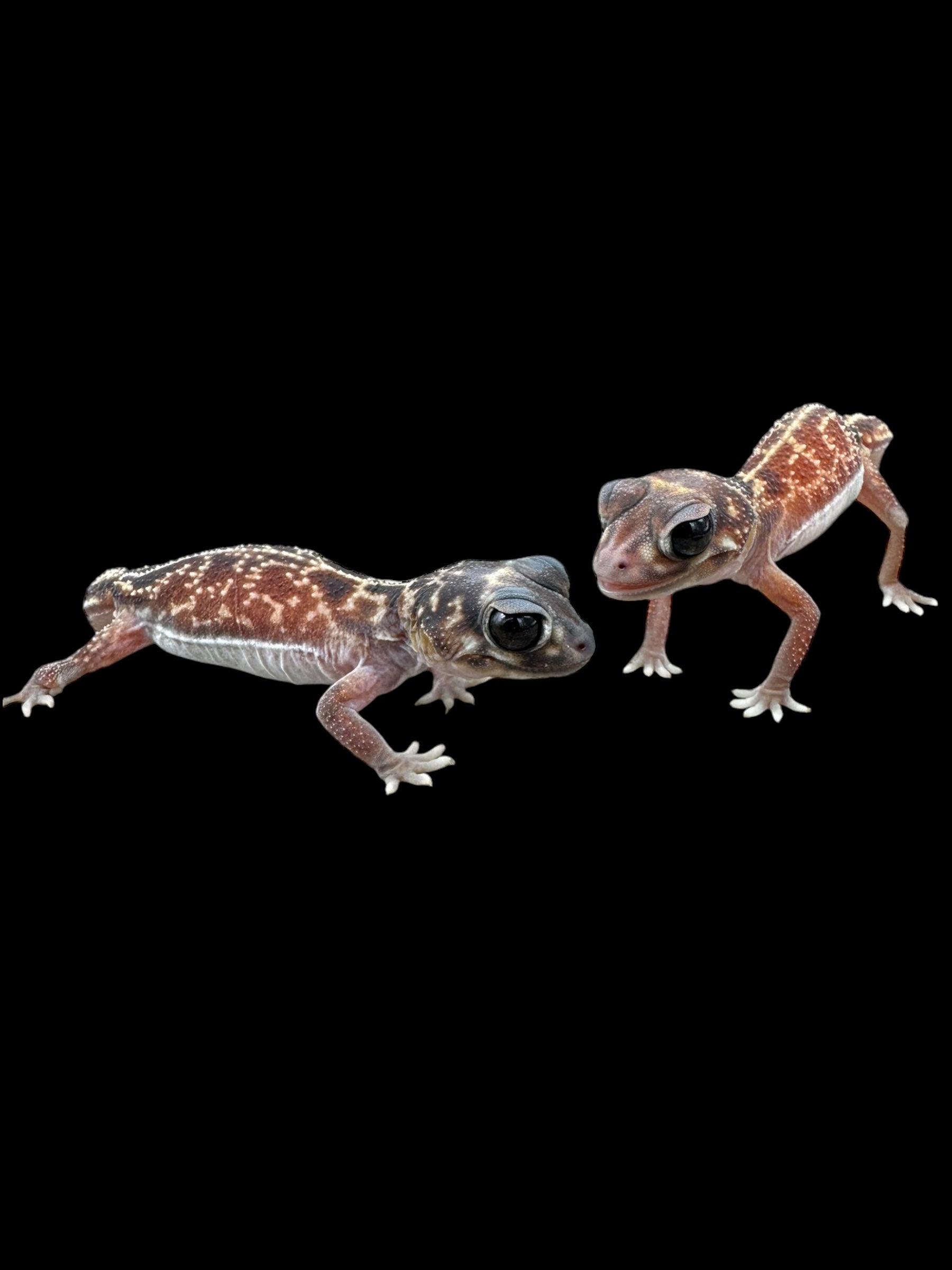 Midline Knob-tail Gecko (Nephrurus vertebralis)