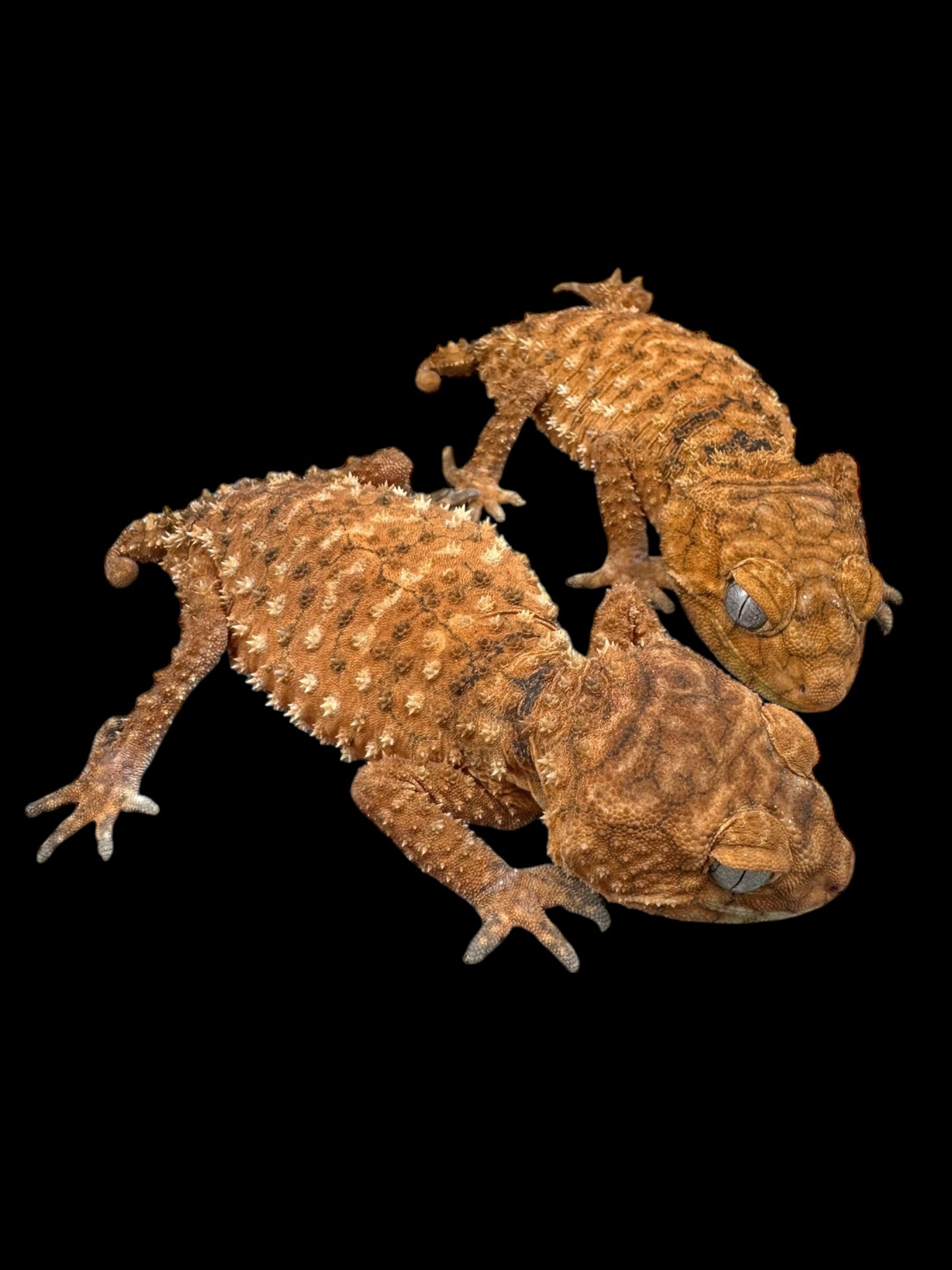 Centralian Rough Knob-Tailed Gecko Pair