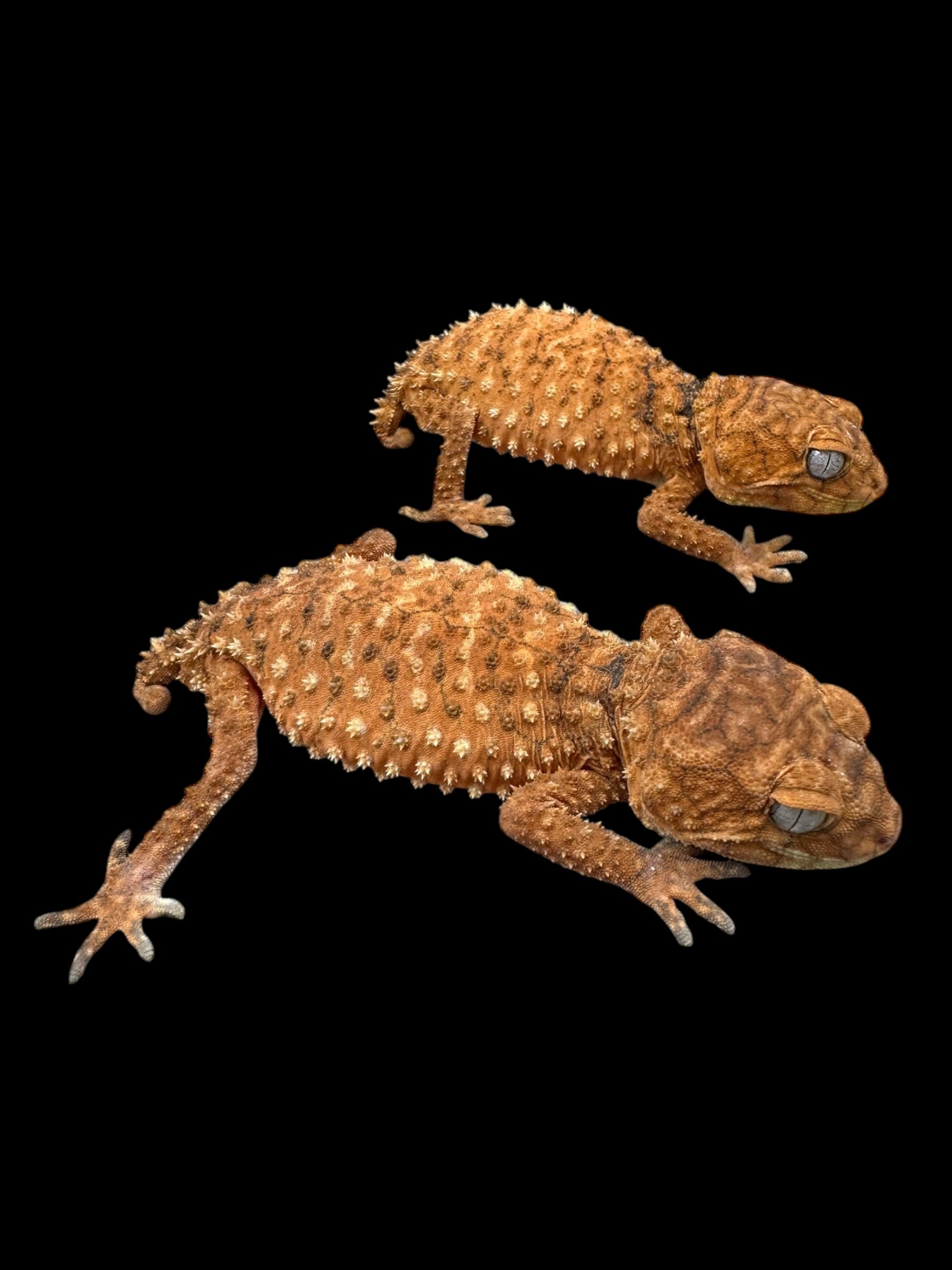 Centralian Rough Knob-Tailed Gecko Pair