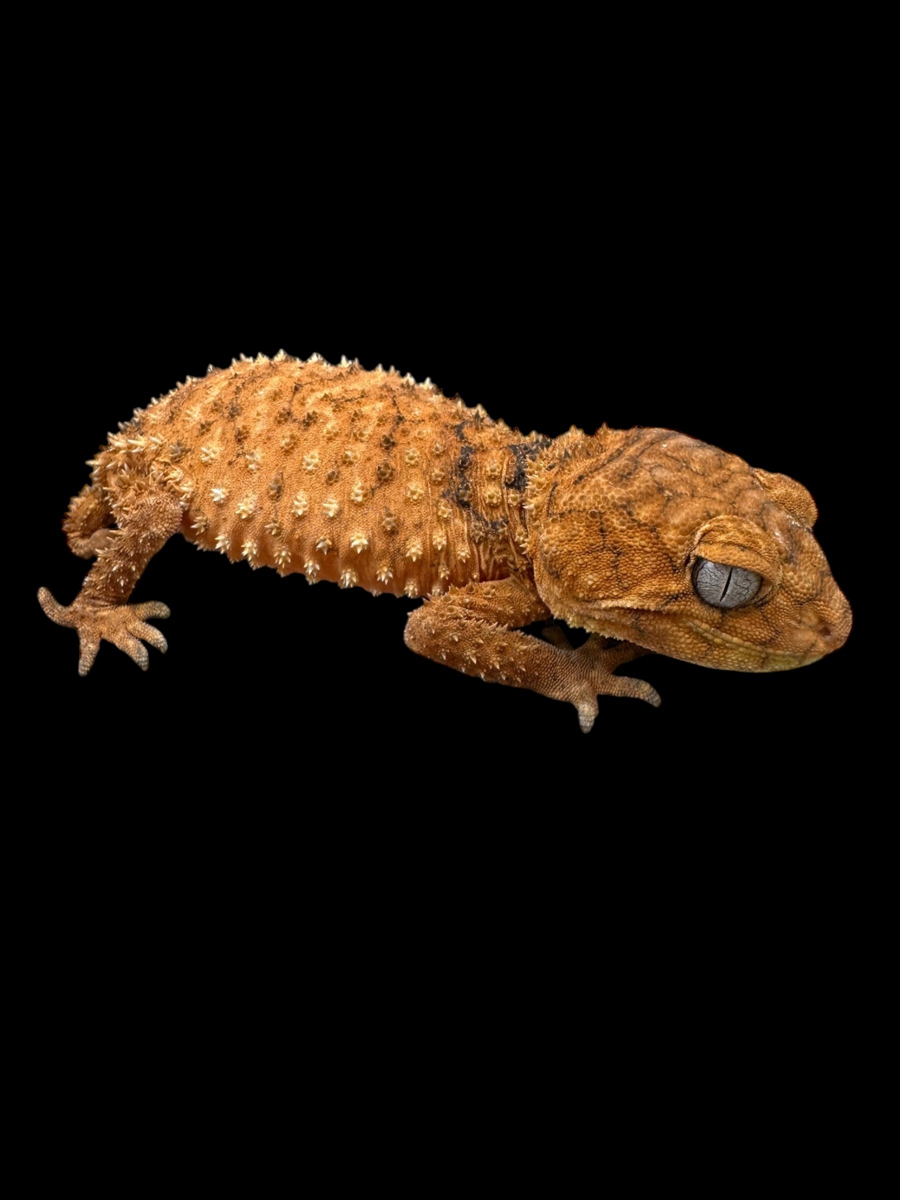 Centralian Rough Knob-Tailed Gecko Pair