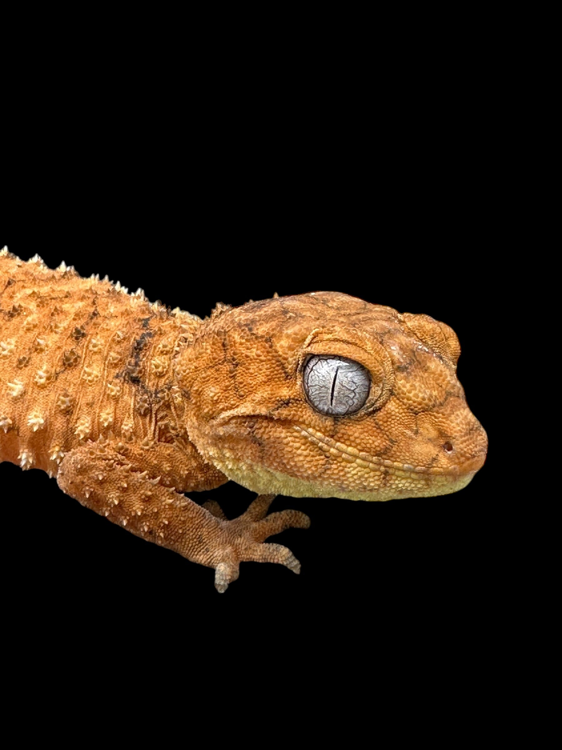 Centralian Rough Knob-Tailed Gecko Pair