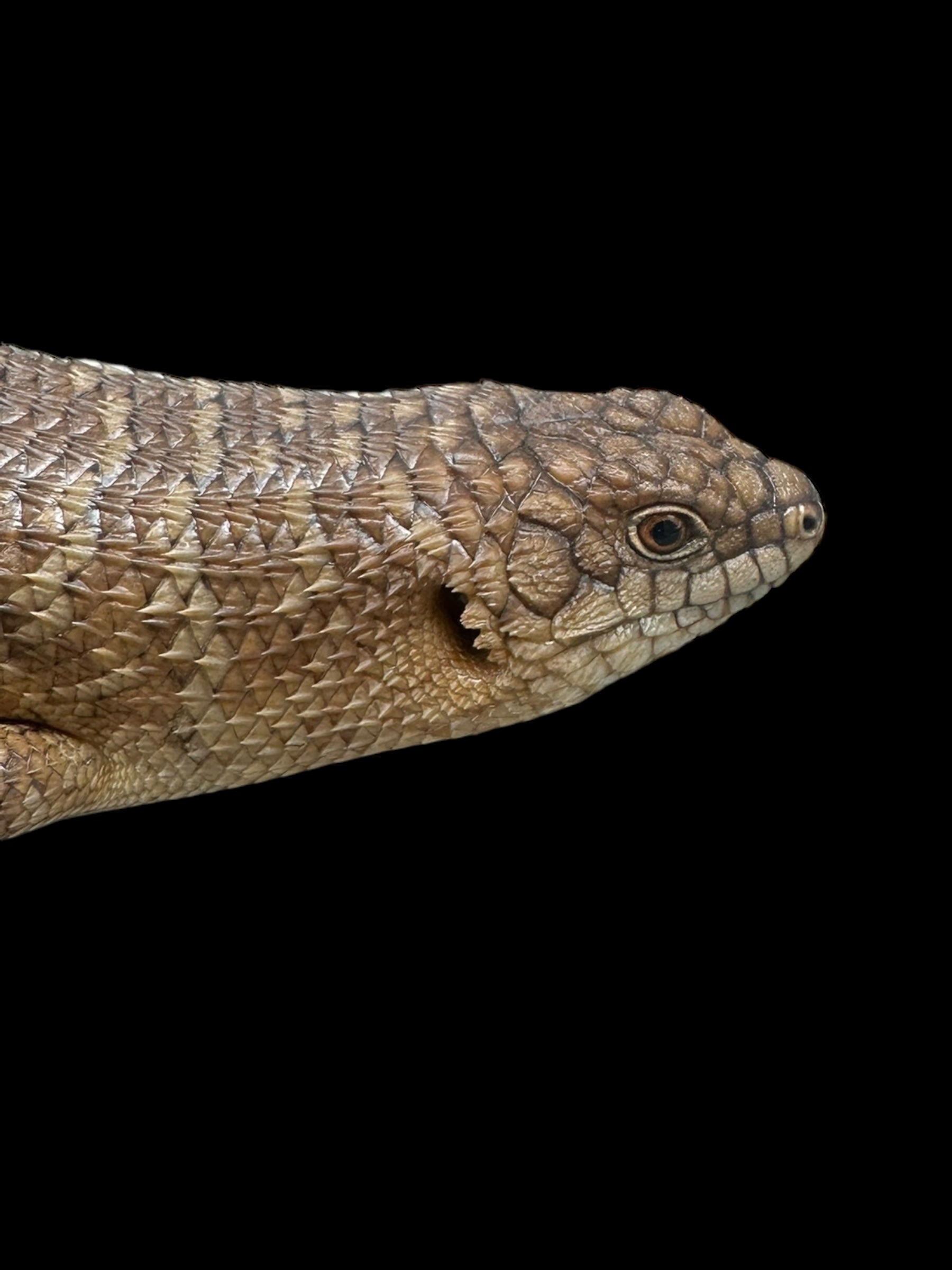 Gidgee Skink (Egernia stokesii)