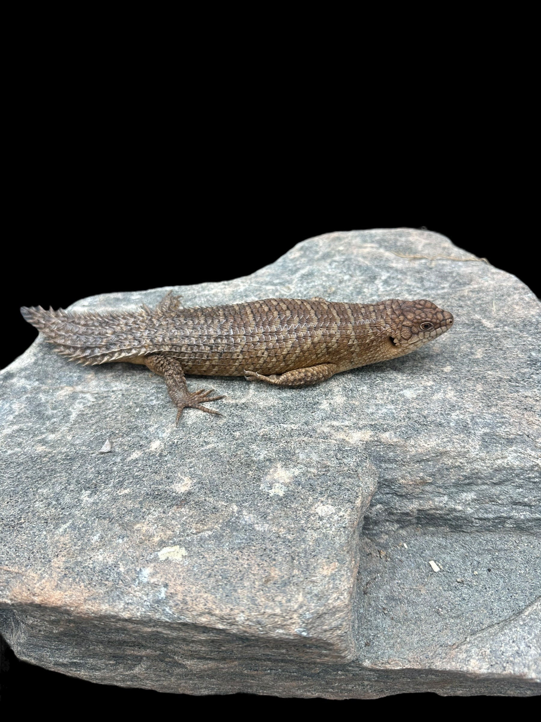 Gidgee Skink (Egernia stokesii)