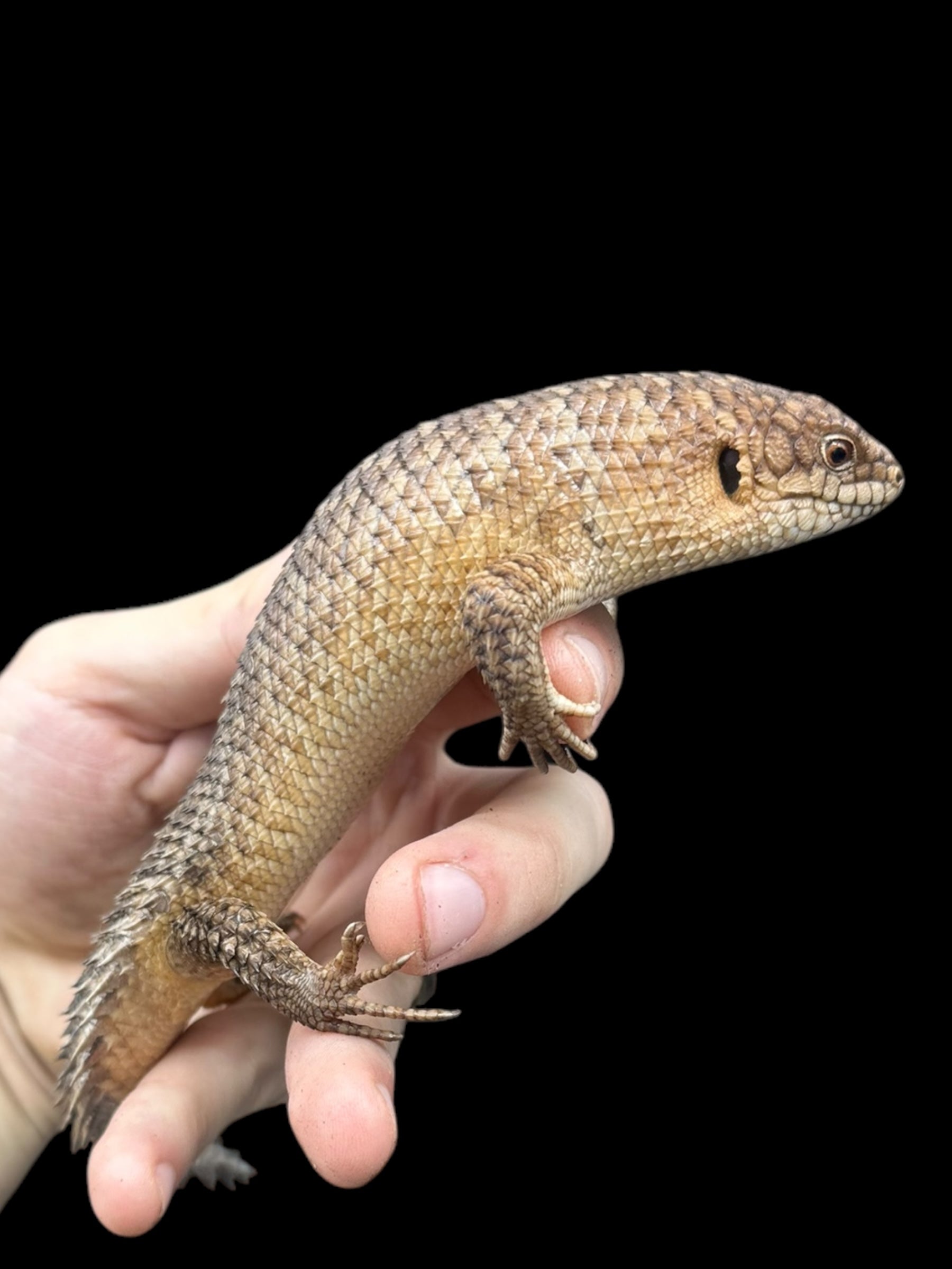 Gidgee Skink (Egernia stokesii)