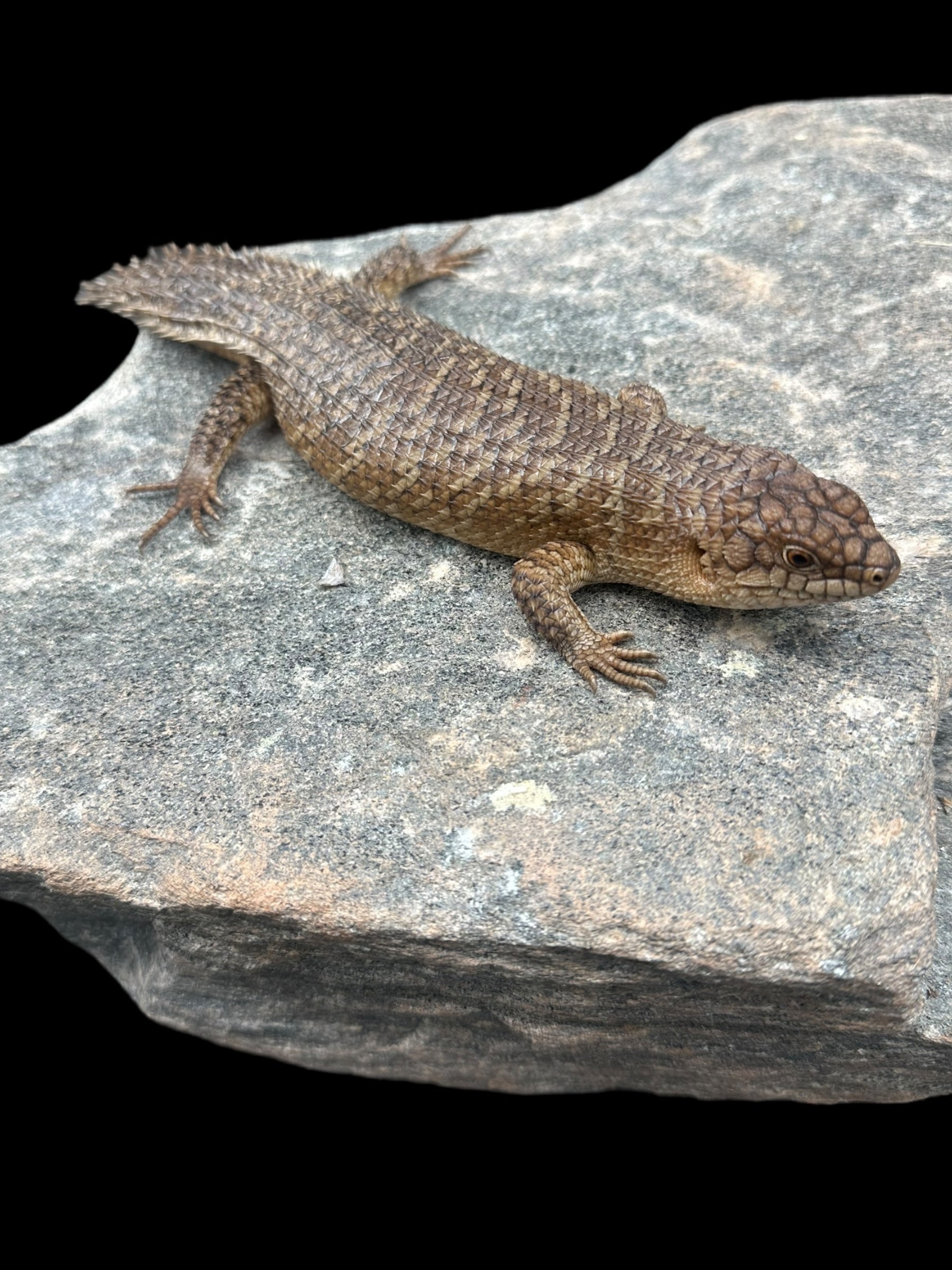 Gidgee Skink (Egernia stokesii)