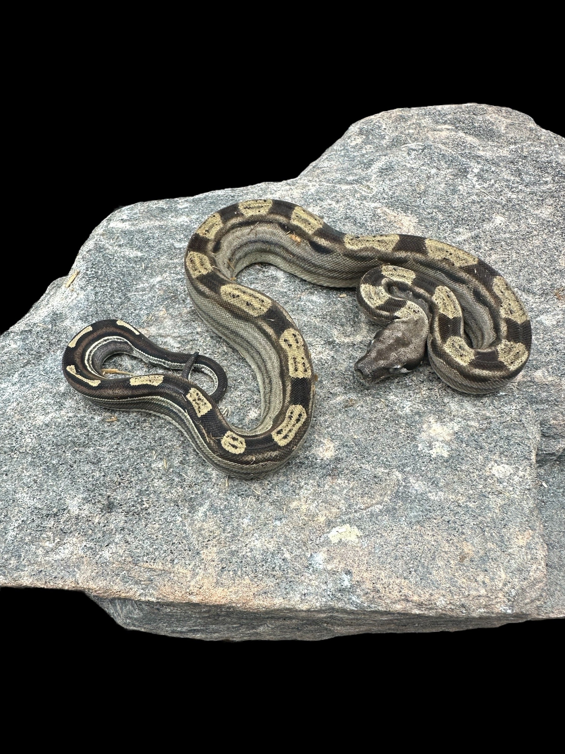 B.C.I (Motley Het Albino)