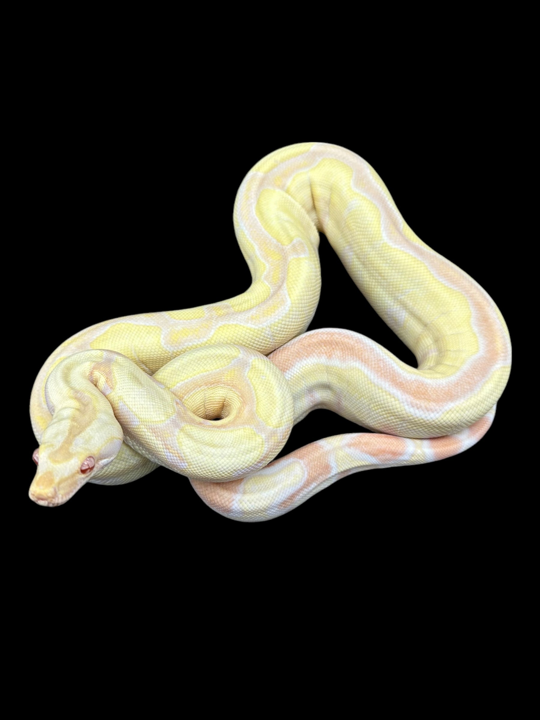 B.C.I (IMG Albino Jungle Het Anery)