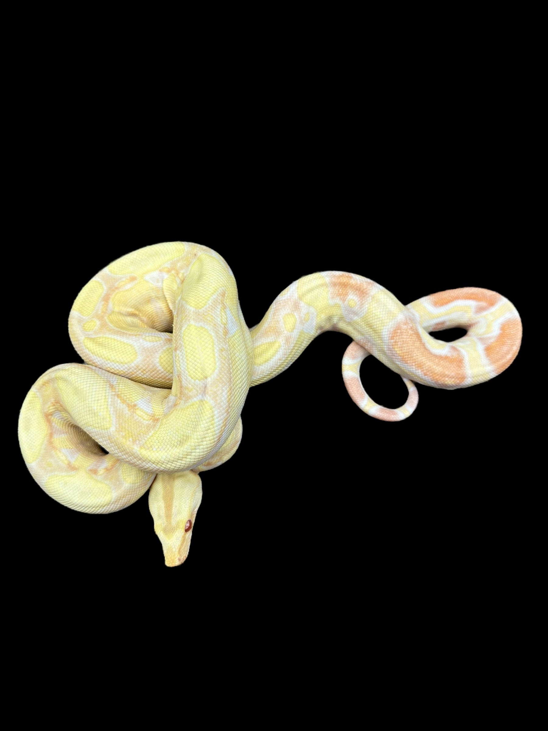 B.C.I (IMG Albino Het Anery)