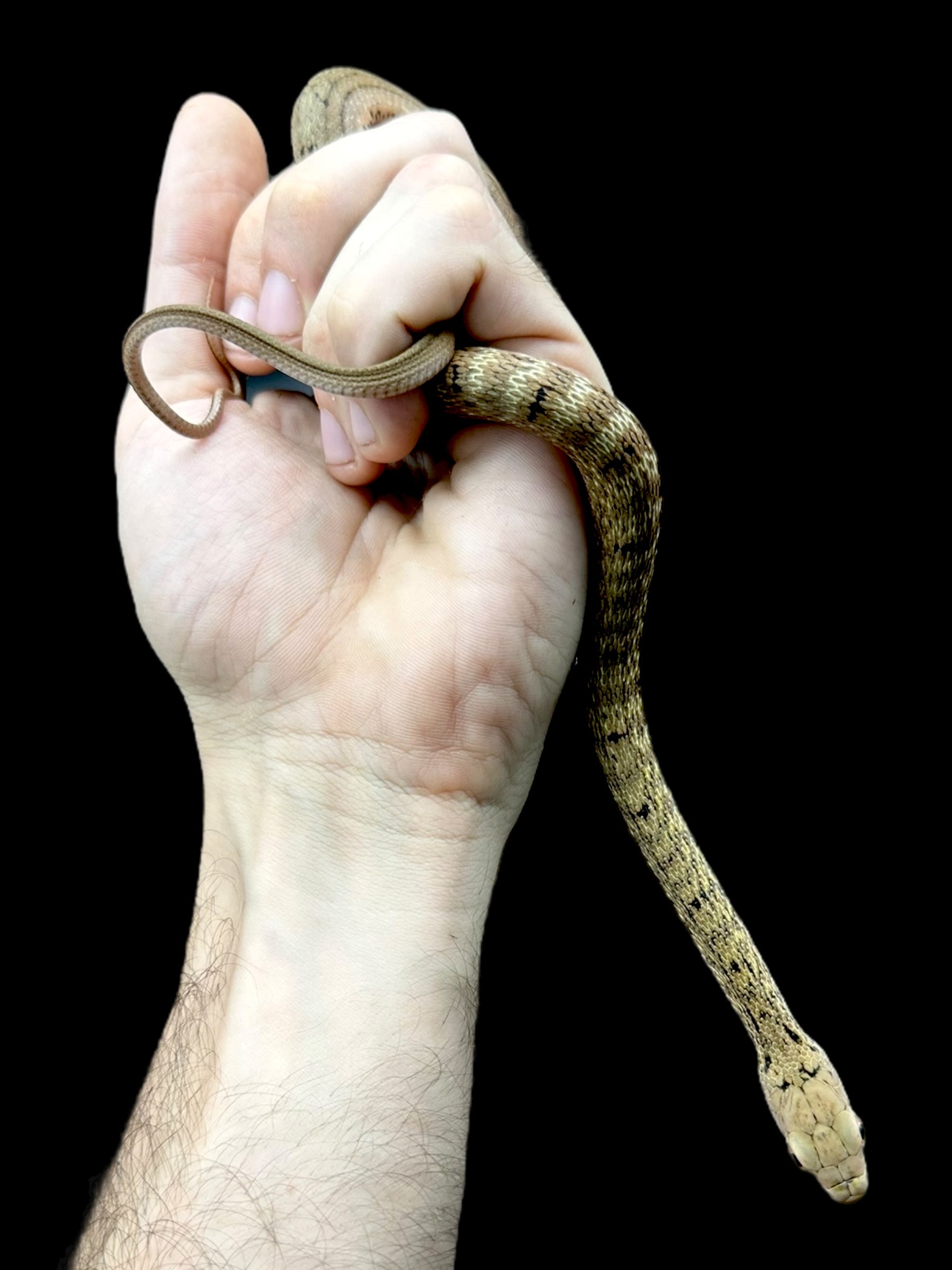 King Rat Snake