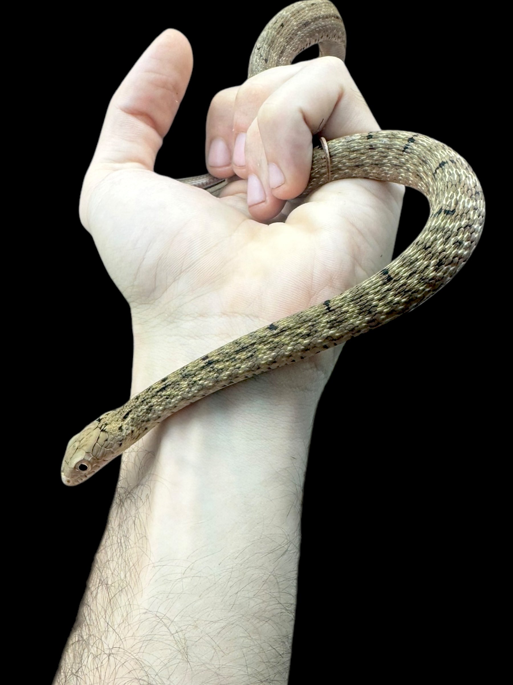 King Rat Snake