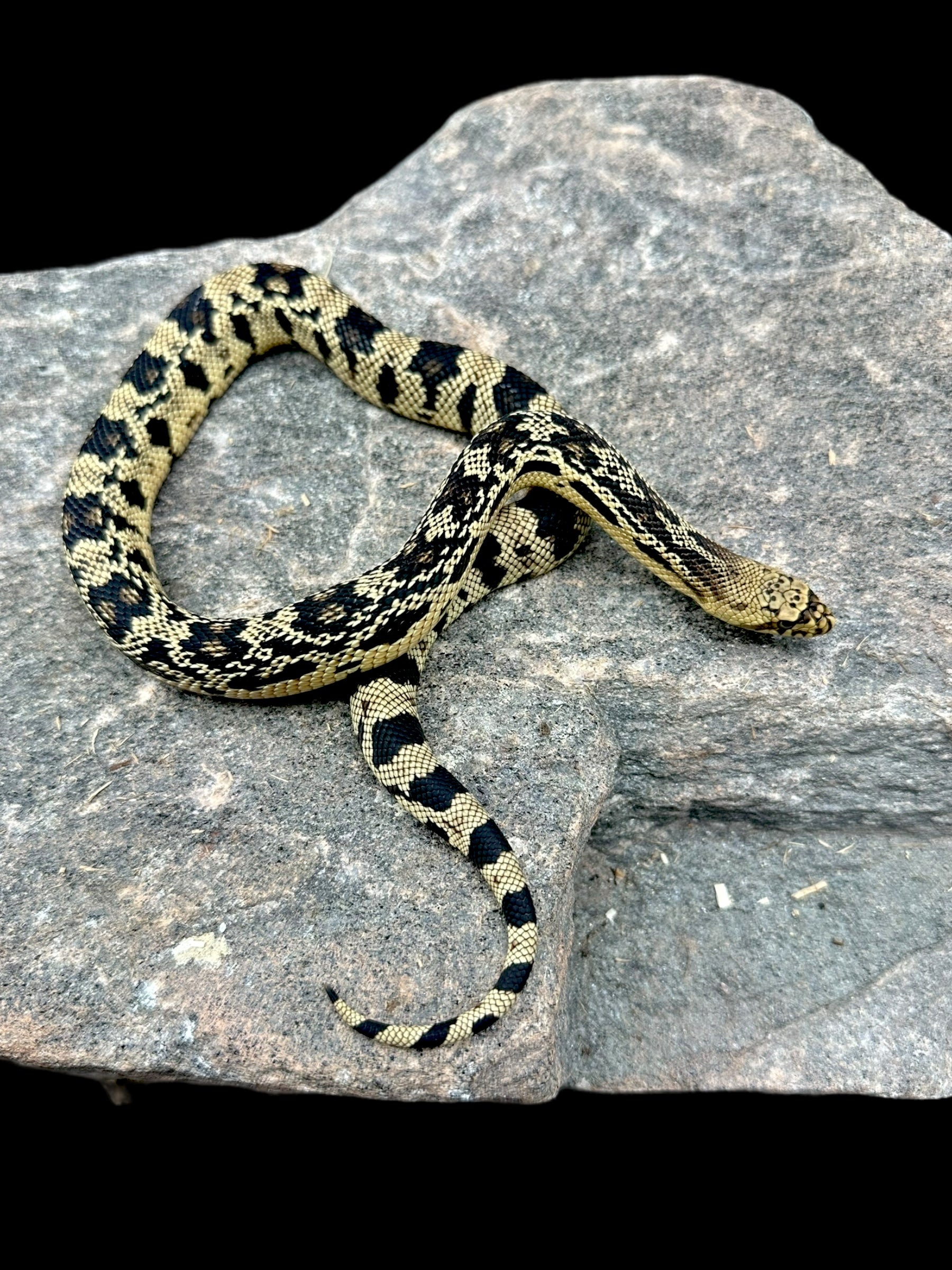 Northern Pine Snake (Kentucky) - RARE LOCALE!