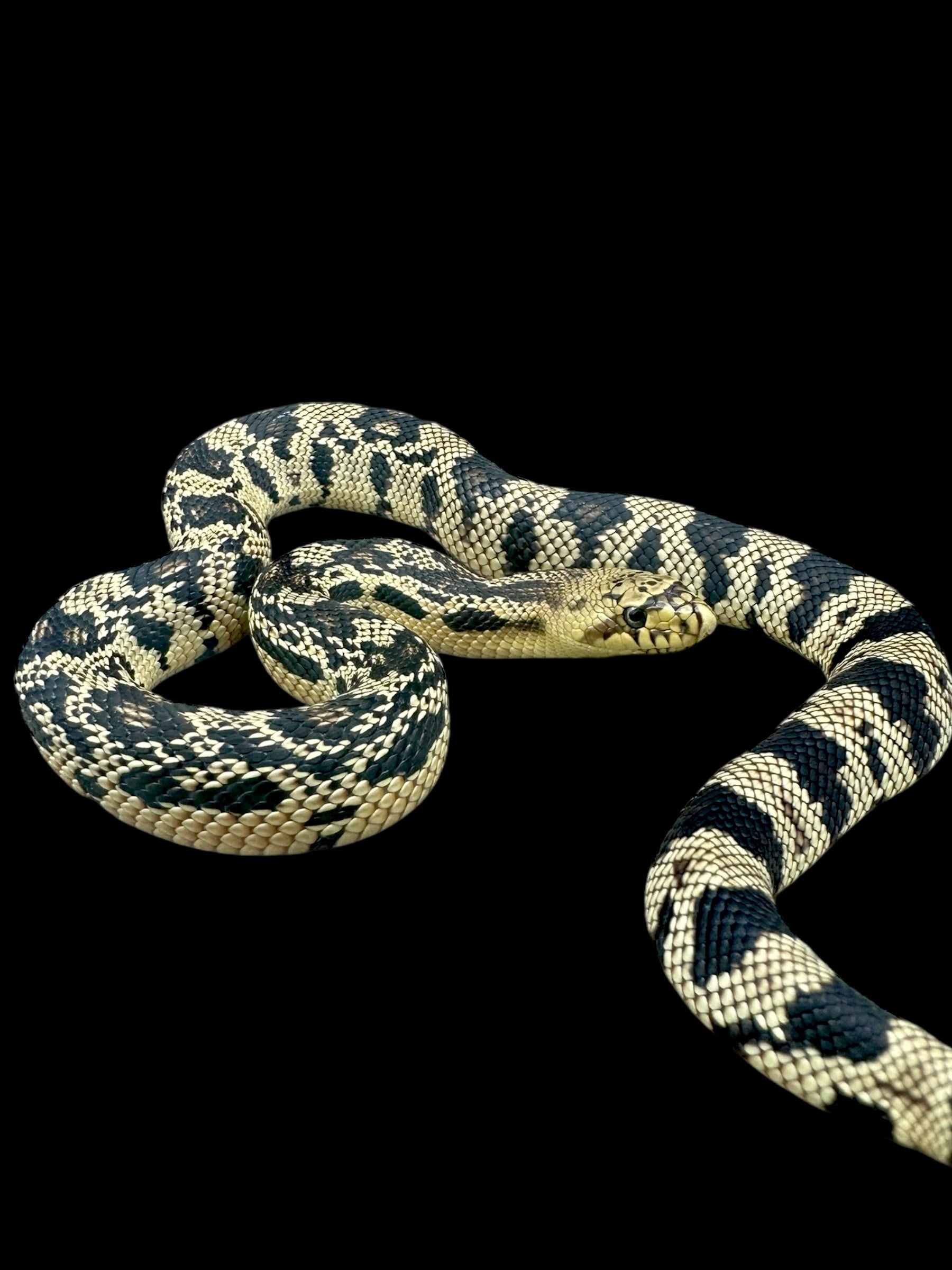 Northern Pine Snake (Kentucky) - RARE LOCALE!